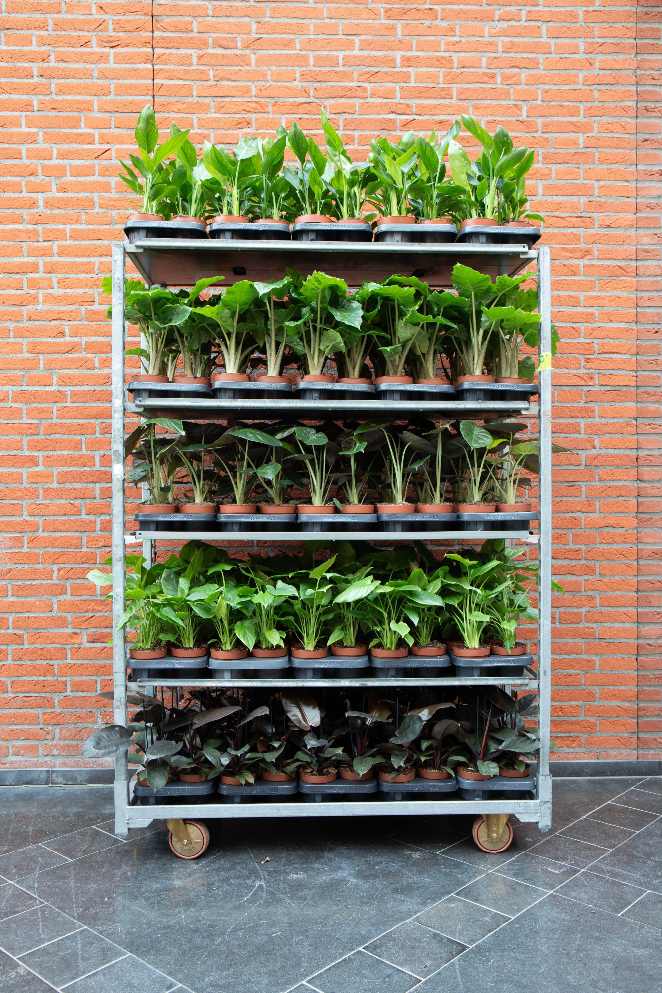 Luxe mix A - mailing week 8-10, D 12 cm