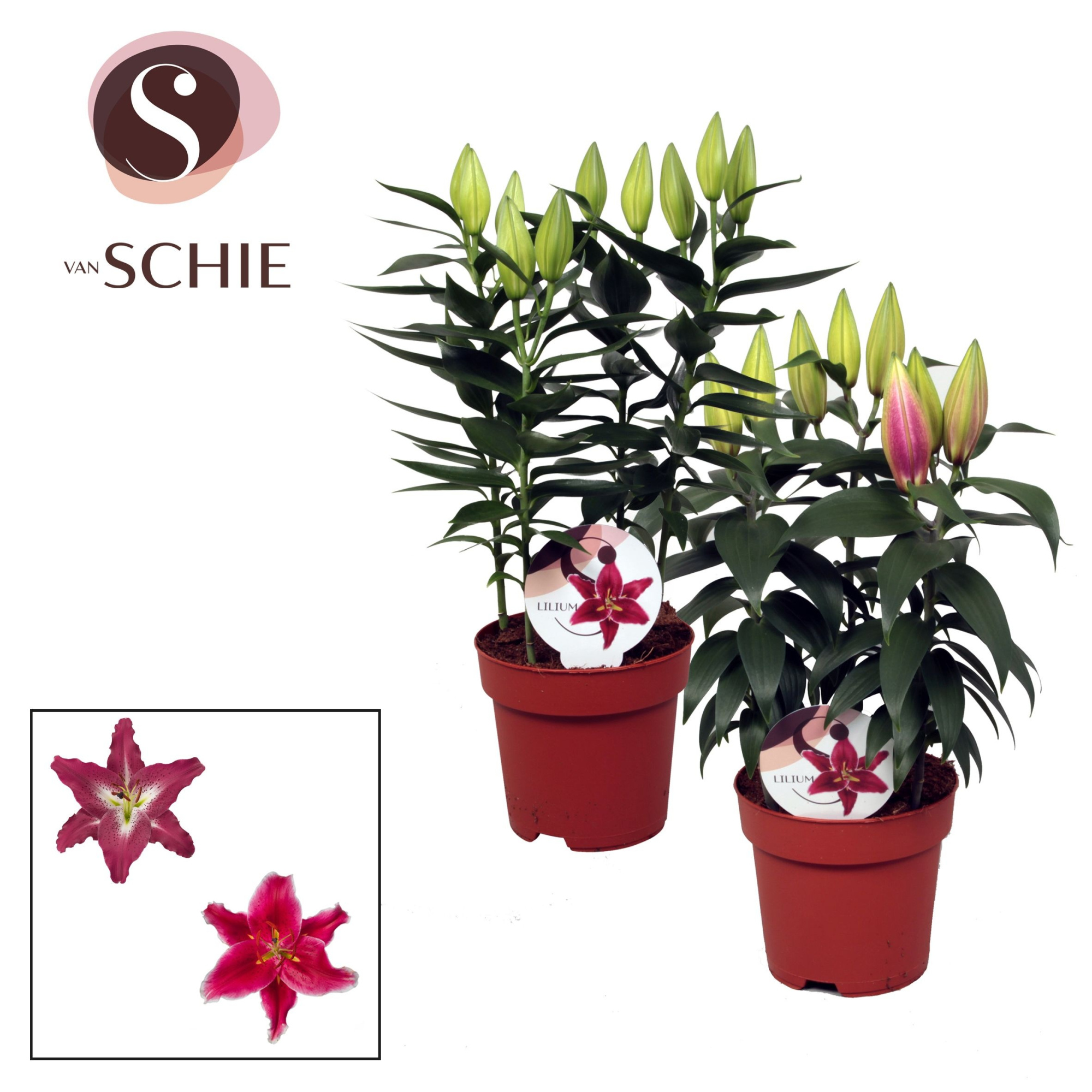 Lilium Oriental Mix 17cm, D 17 cm