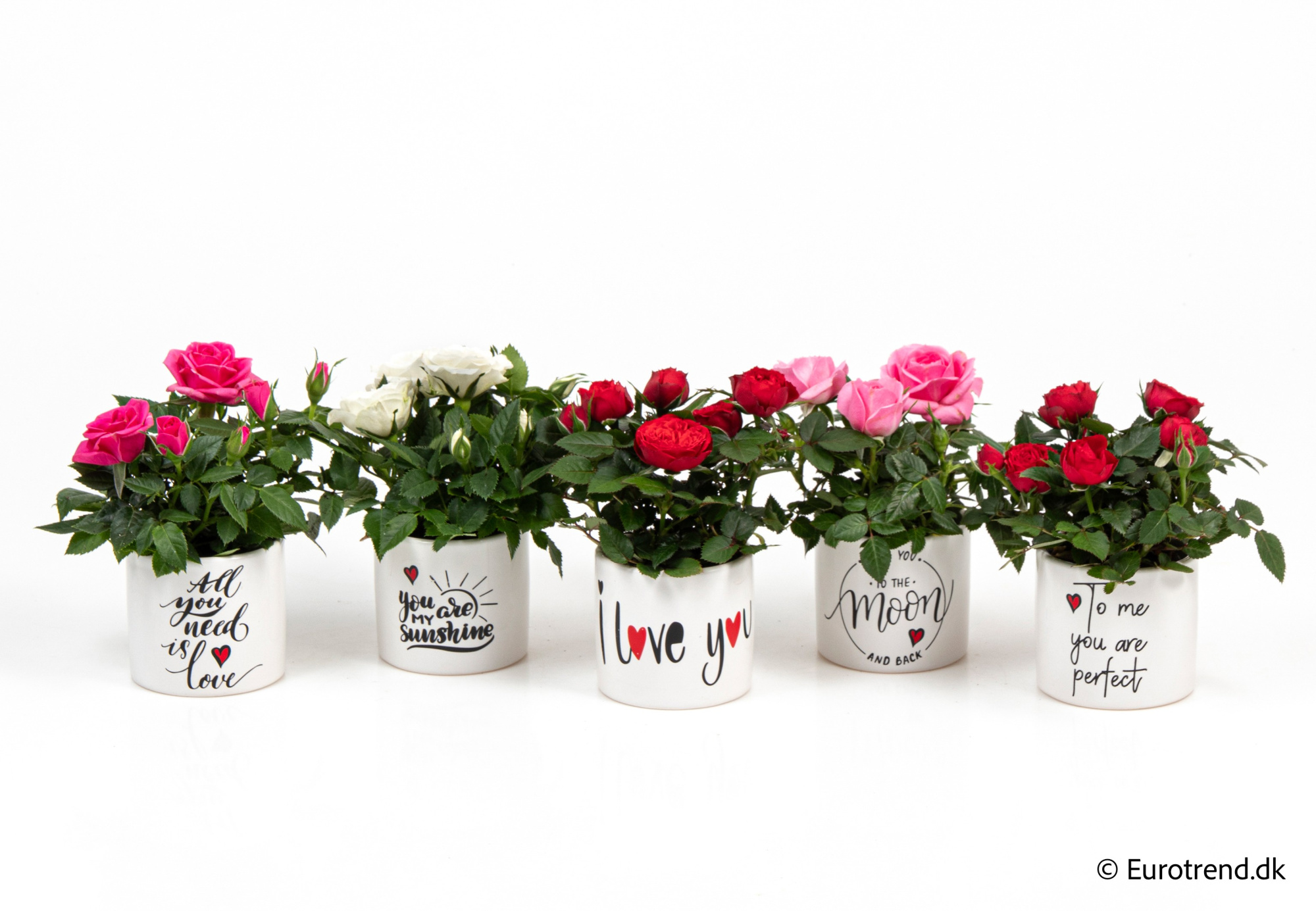 Roses in Valentine ceramic 2026, D 6