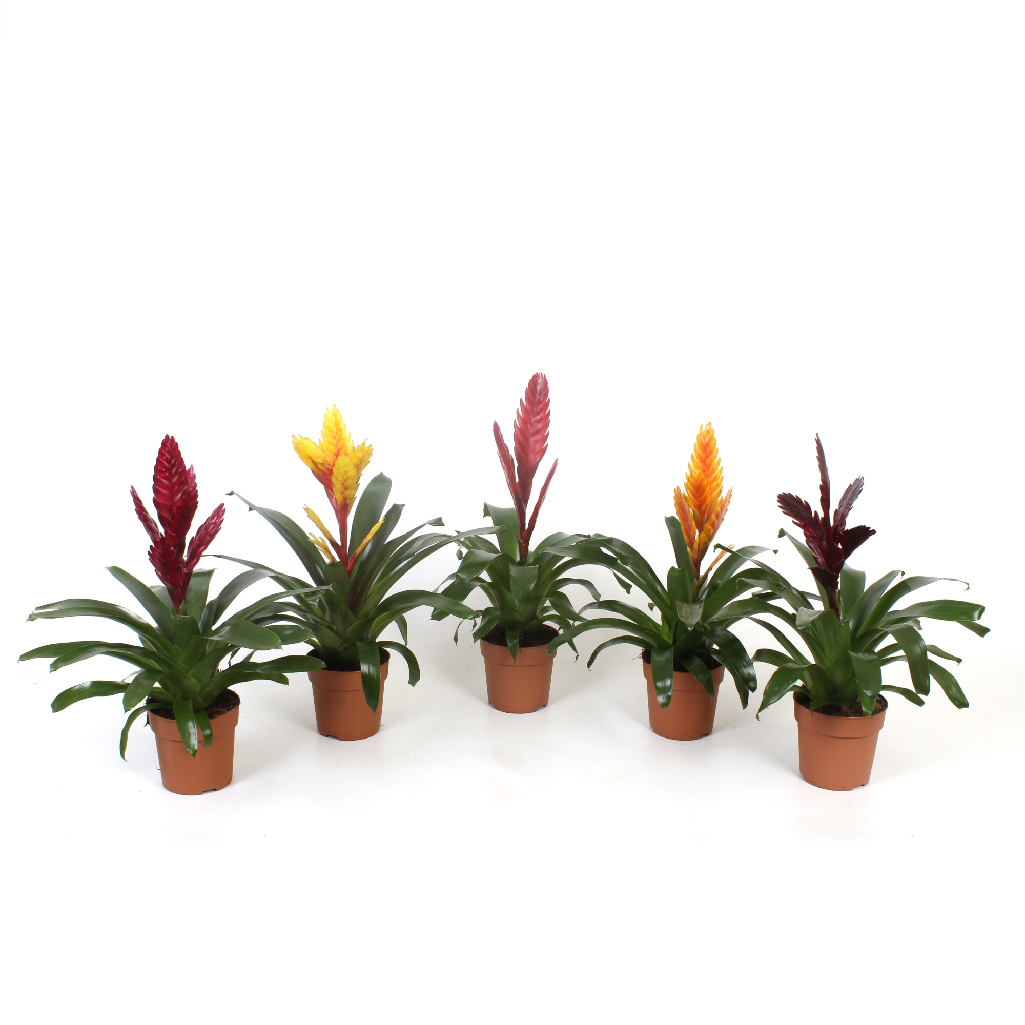 Vriesea Excellent mix, D 12 cm