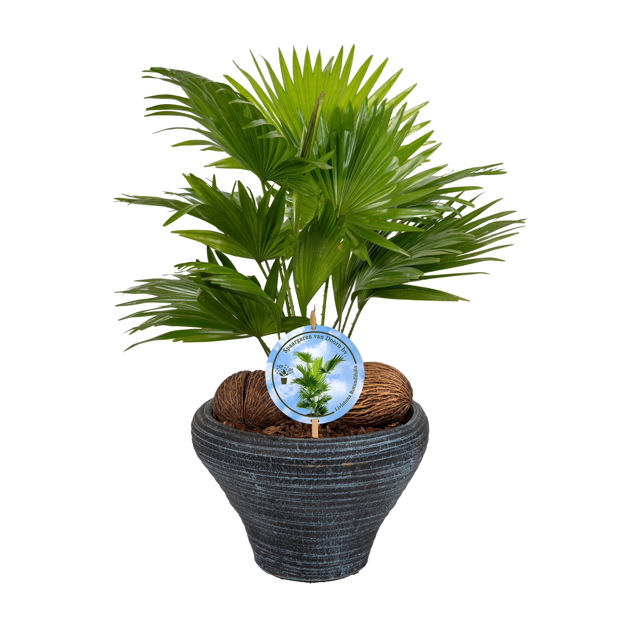 Livistona nr 6 hoedje Blue Lucht Zuiverend Aspd, D 26