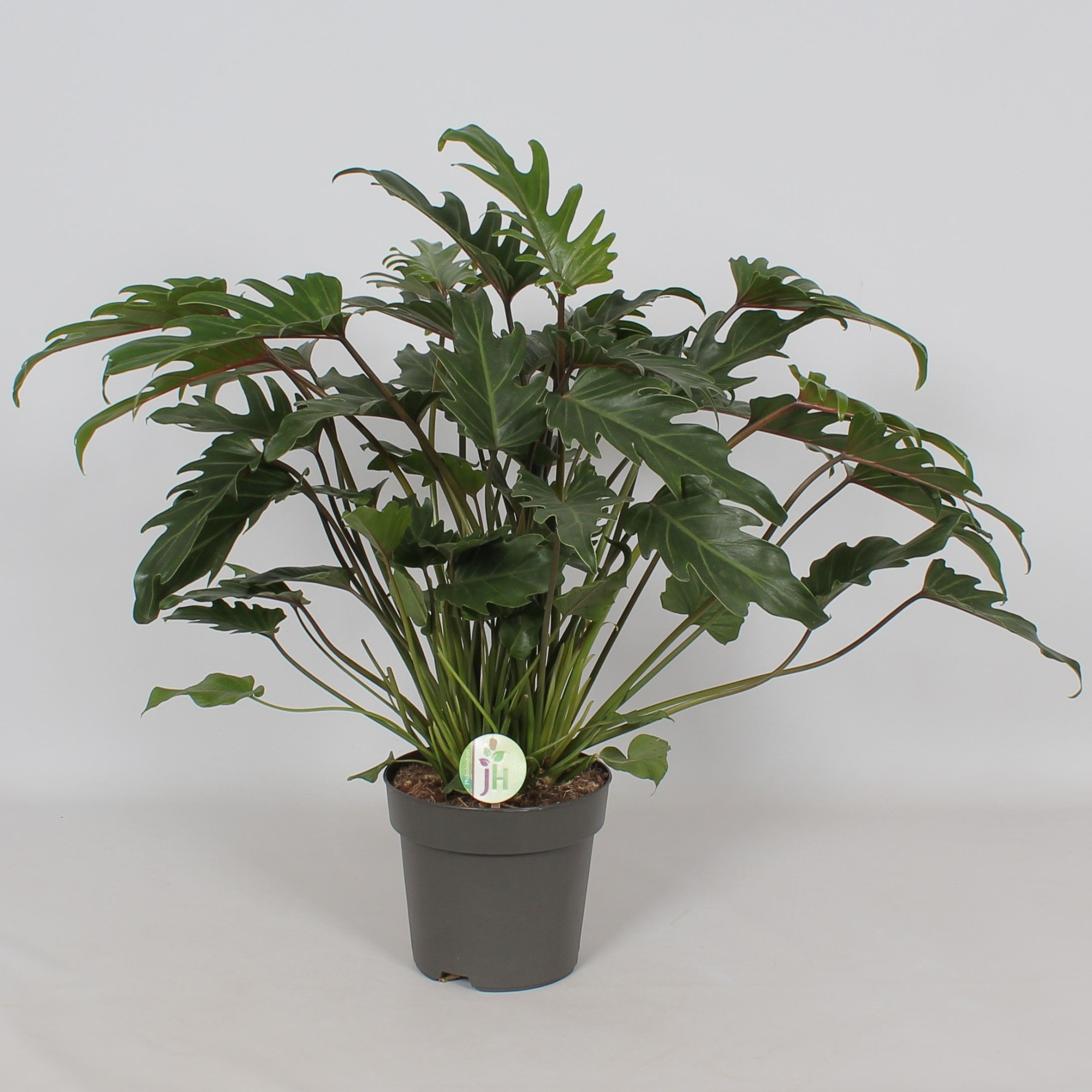 Philodendron 'Xanadu', D 21 cm