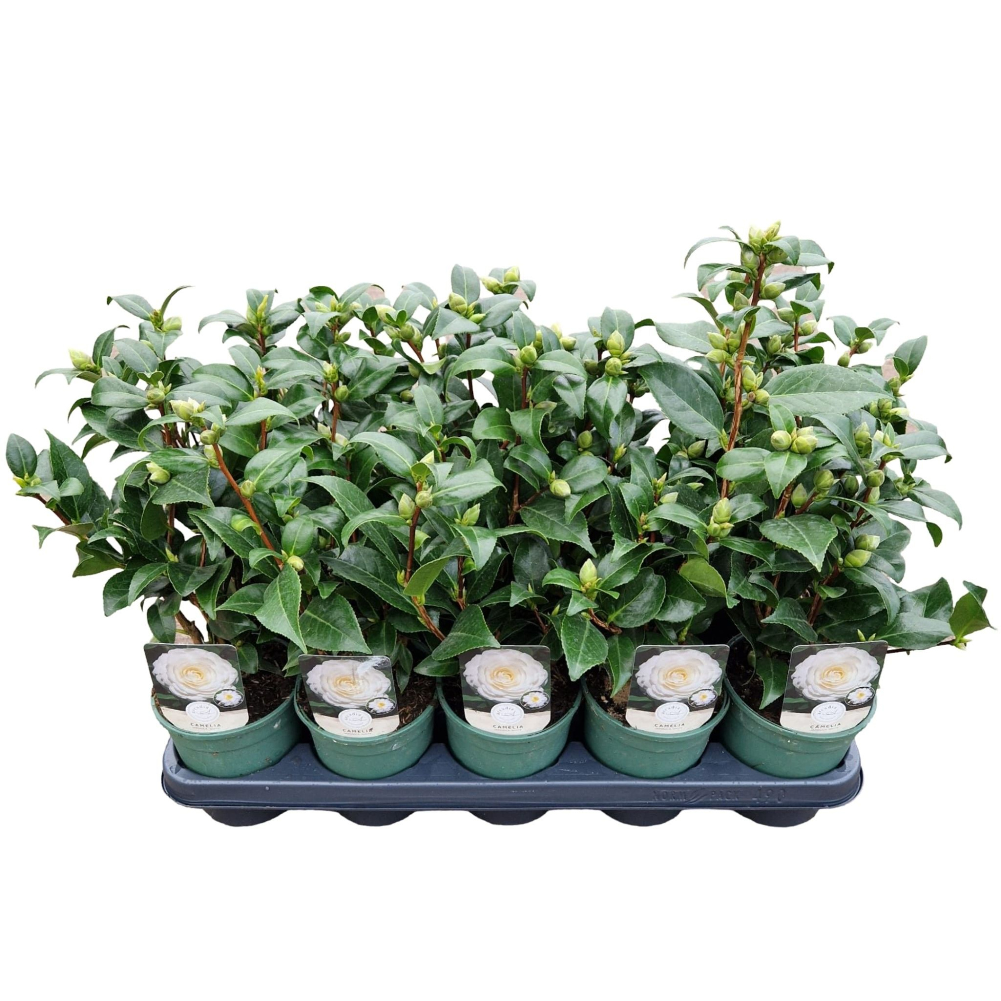 Camellia jap. 'White', D 12