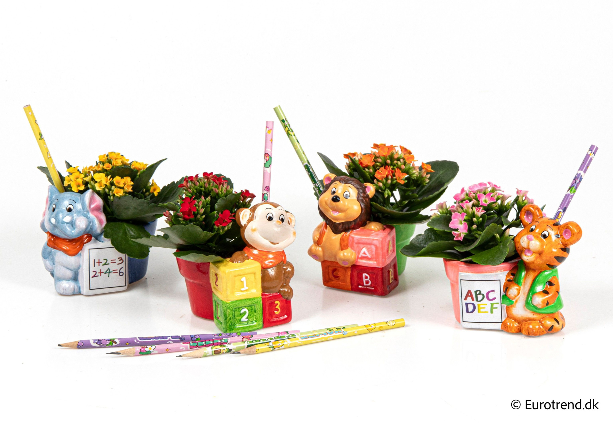 Kalanchoe in animal ceramic - Spring, Summer & Autumn 2025, D 6 cm