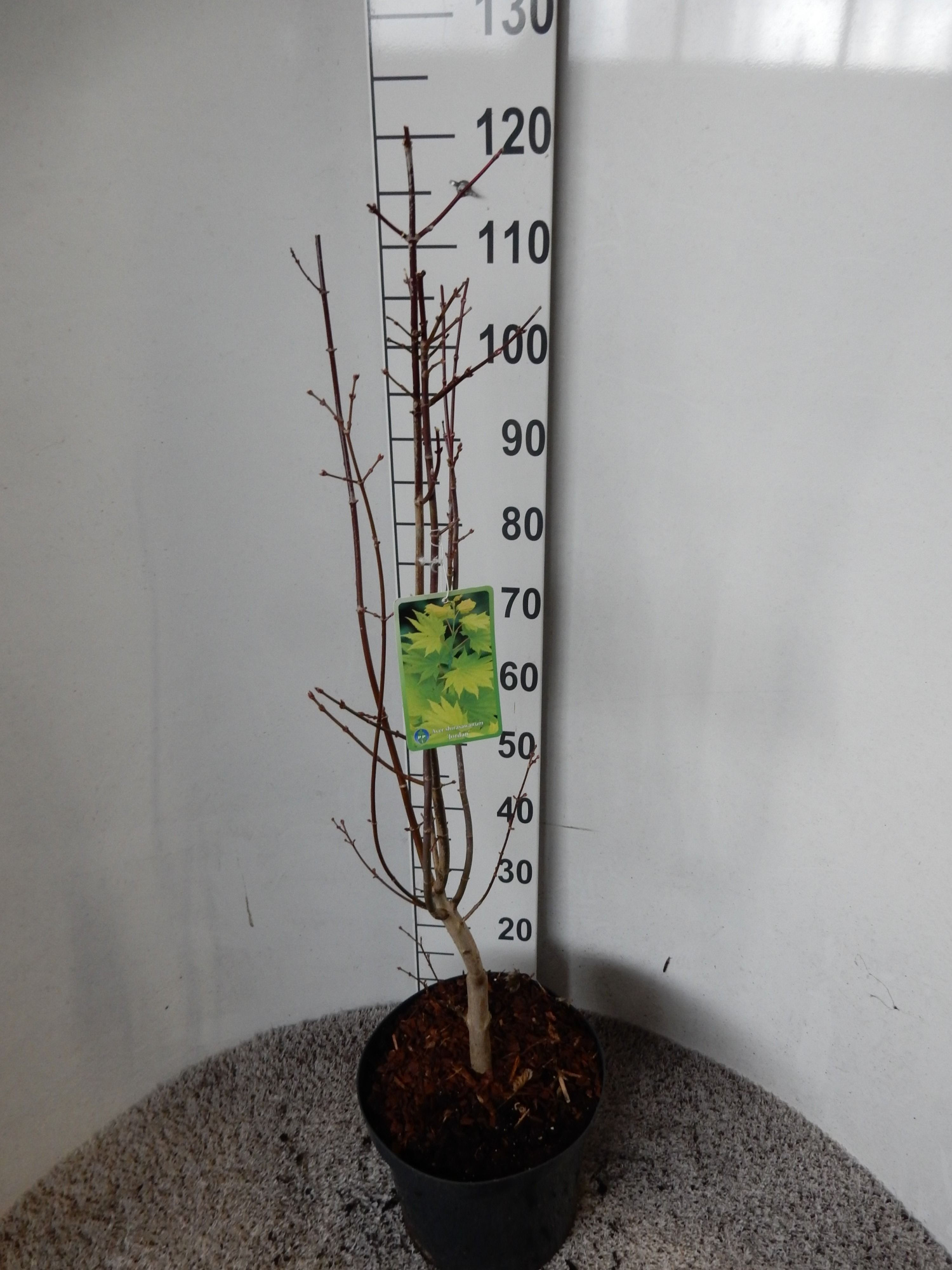 Acer shirasawanum Jordan 100-125 P30, D 30