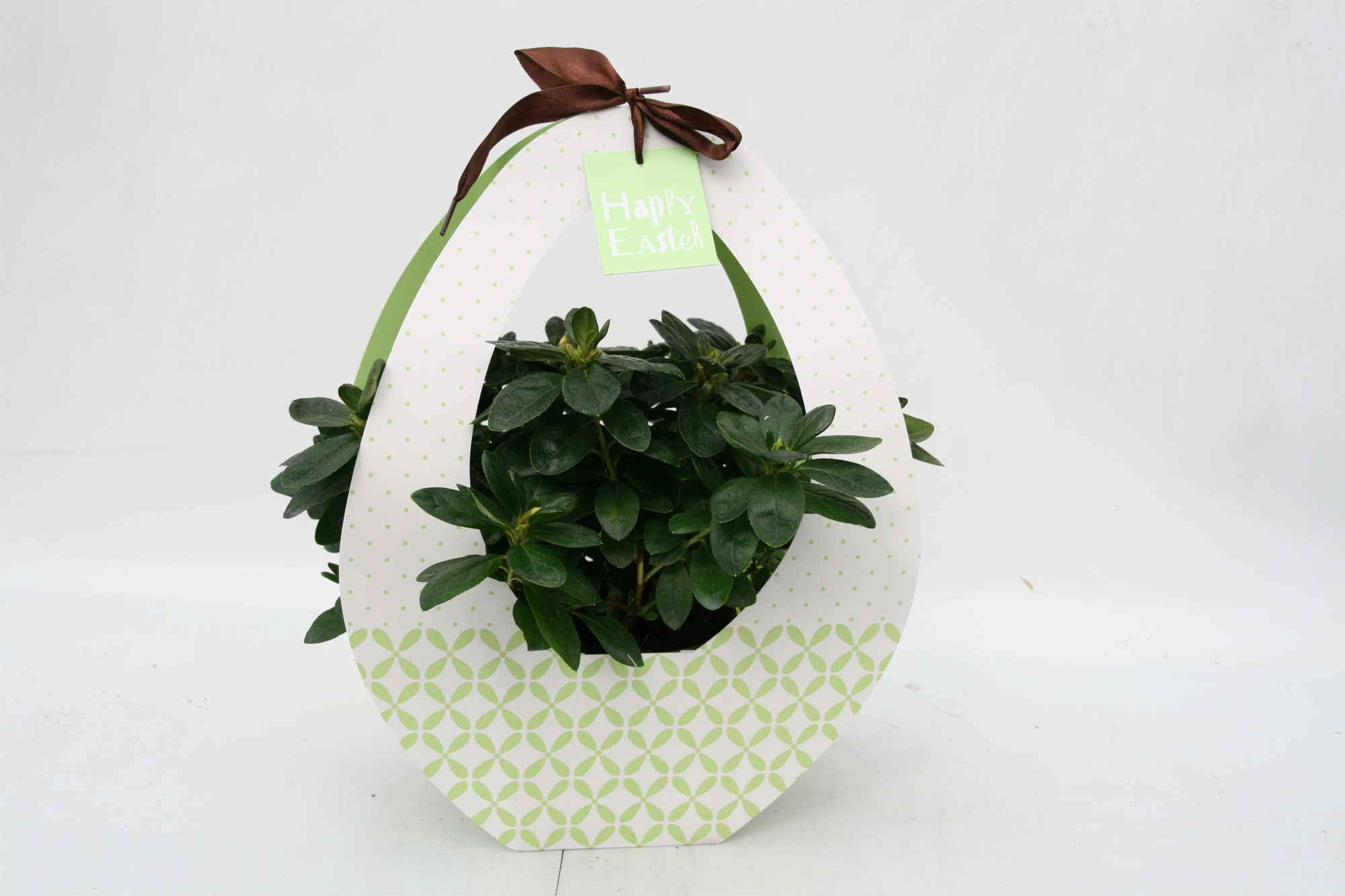 181 : azalea pot 12 cm in Paastas Festival groen, D 12