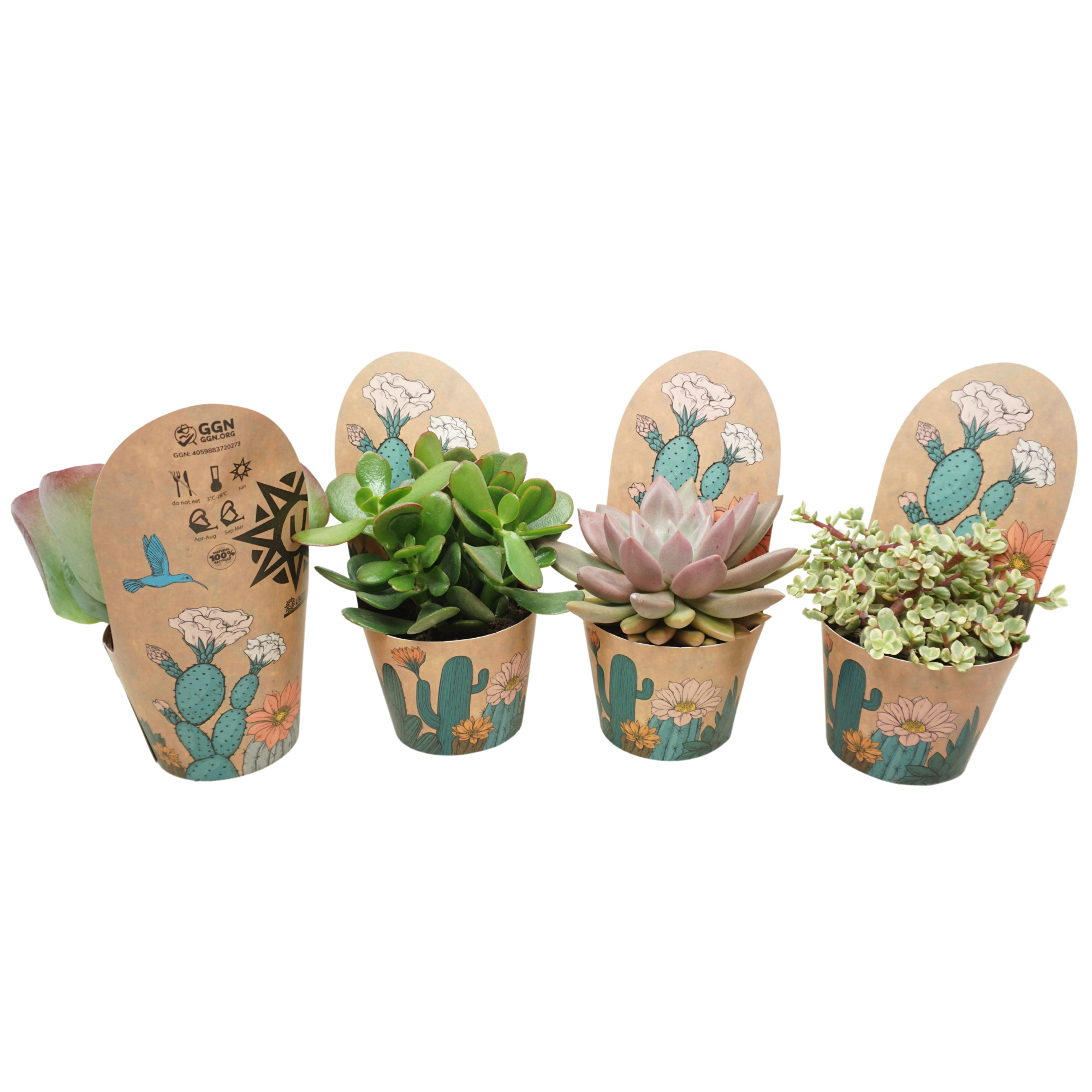 Succulenten mix 10,5 cm in Ubink potcover, D 10,5 cm