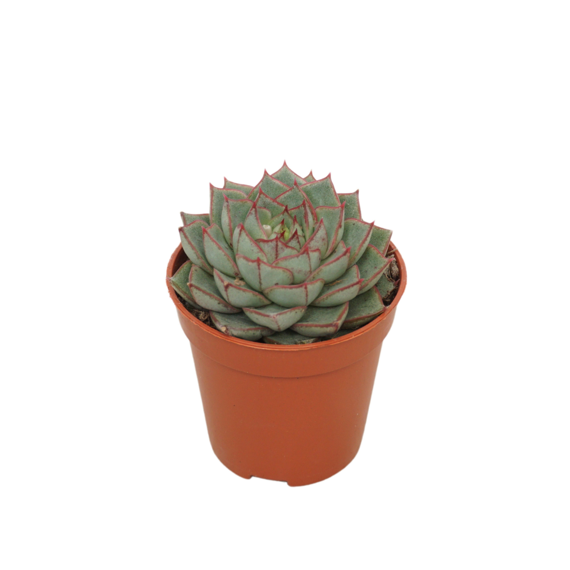 Echeveria fabioala 5,5 cm, D 5,5 cm