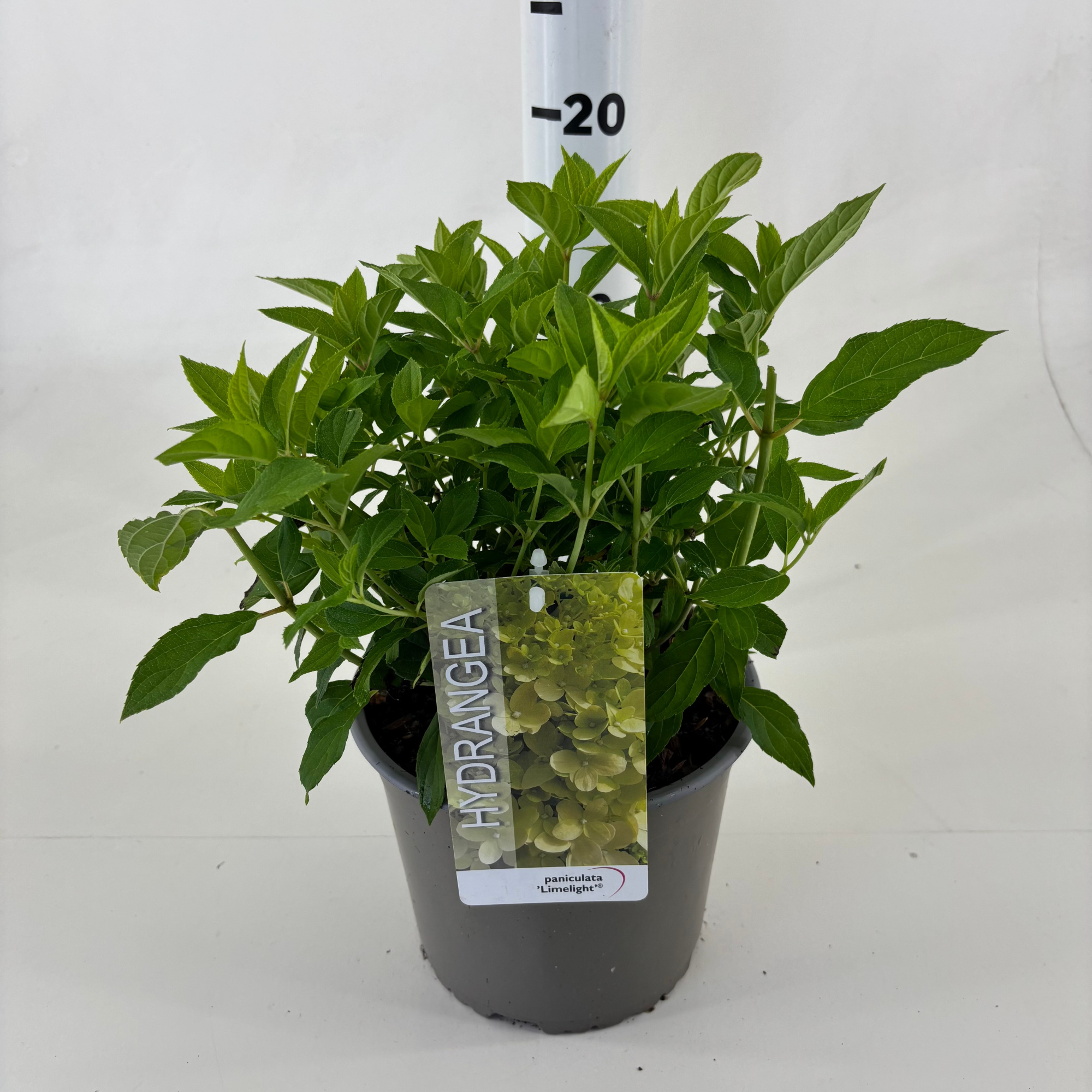 Hydrangea paniculata 'Limelight' ®, D 19 cm
