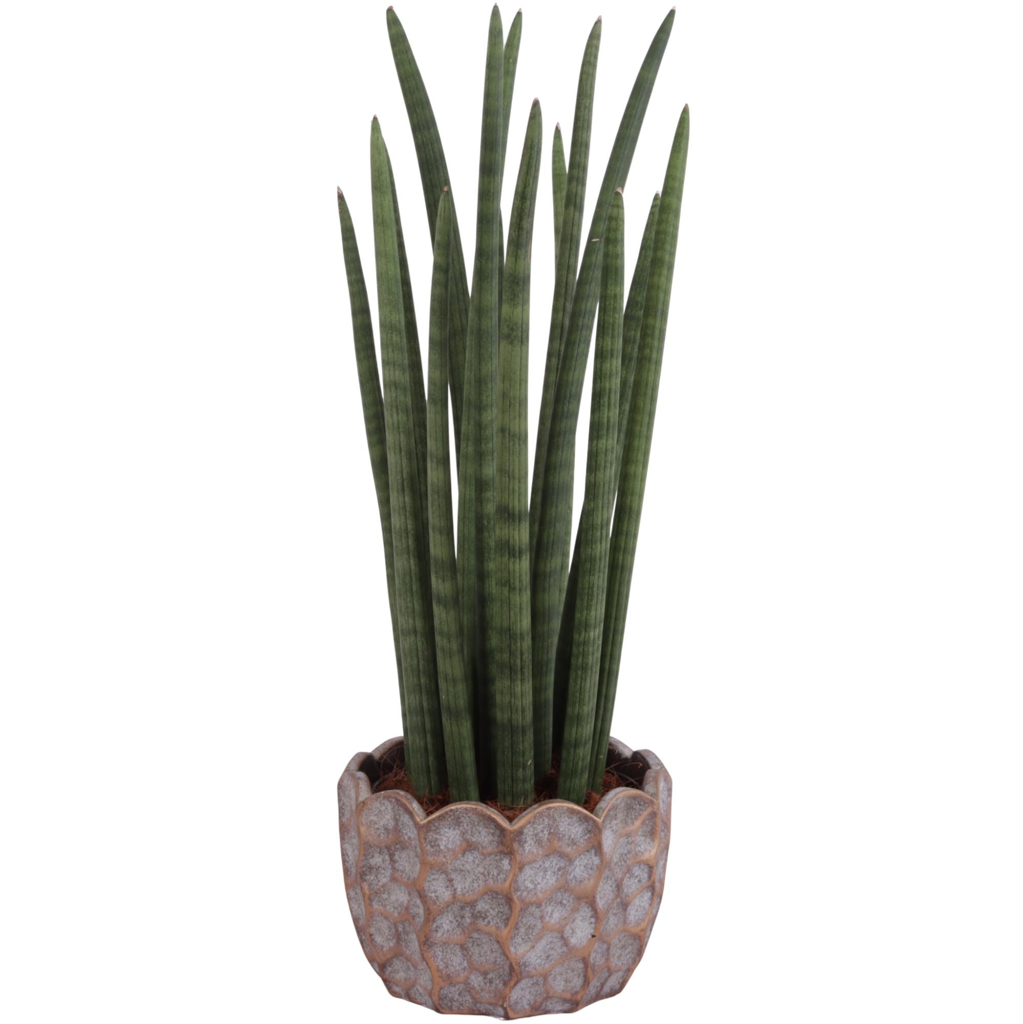Sansevieria Cylin, Straight 14 Leaf Ø17cm in Ø21cm Ceramic PL670, D 21