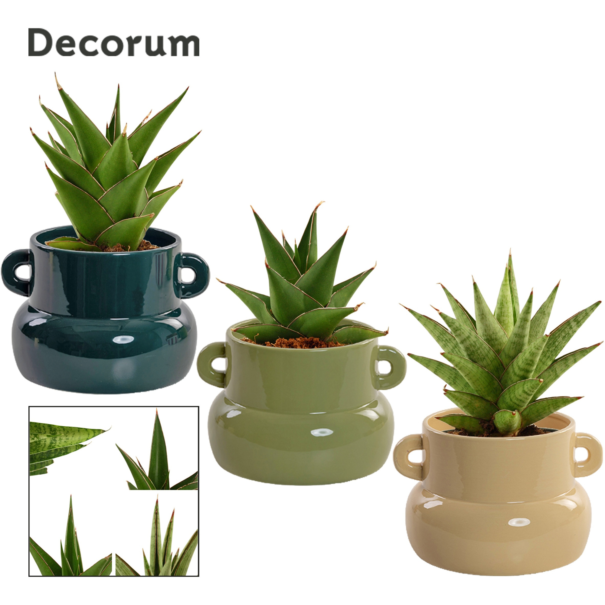 Sansevieria Crown mix 9 cm in Lucy (Top blend-collection), D 9 cm