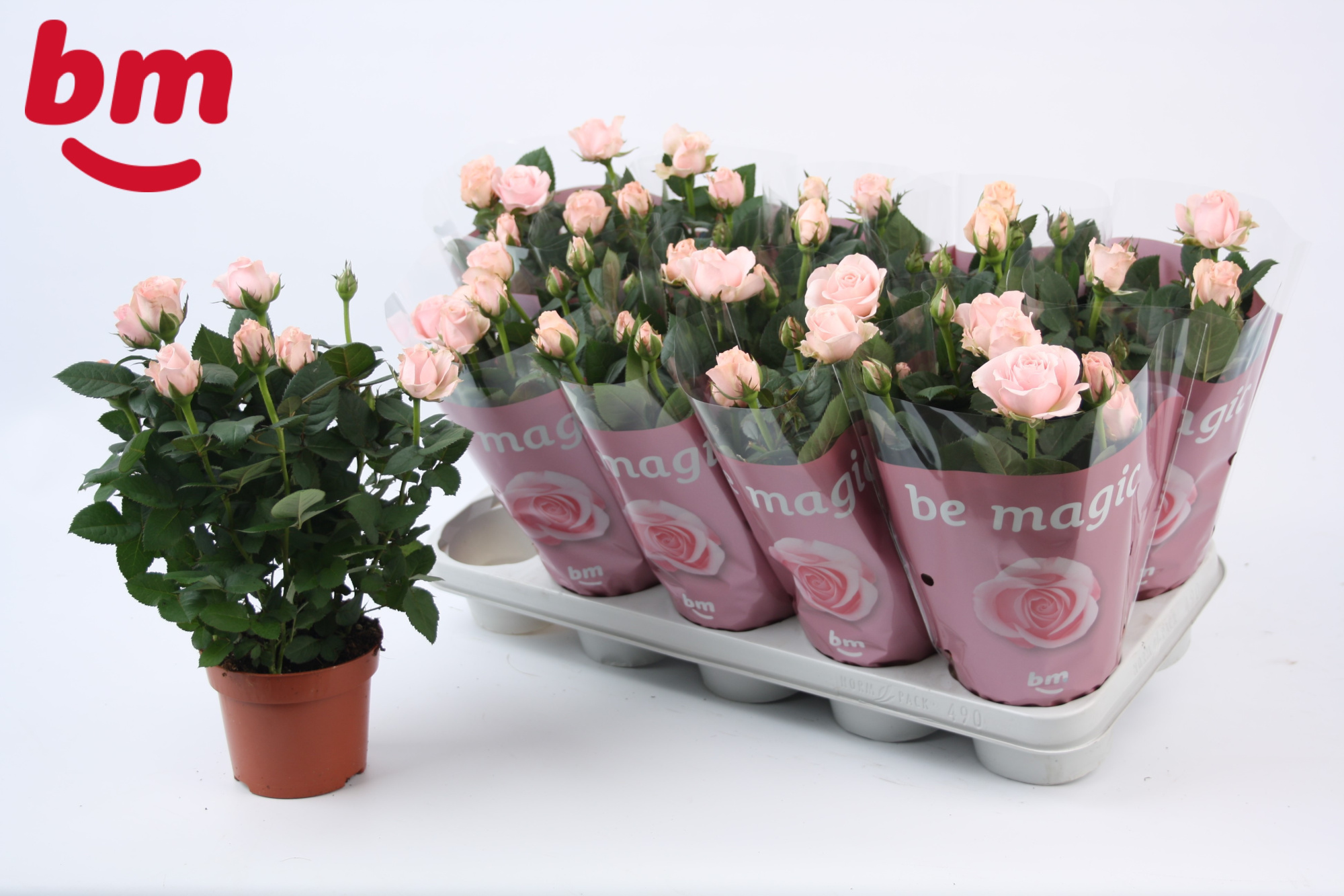 Rosa Light Pink Beau Monde (12 cm), D 12 cm