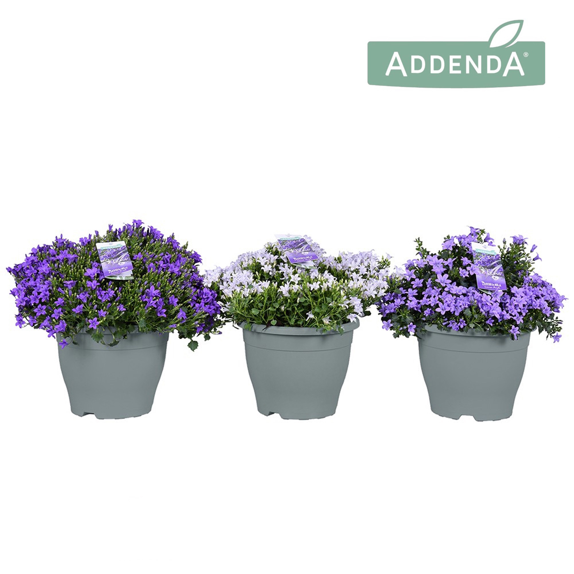 Campanula Ambella® in patiopot Mix, D 23