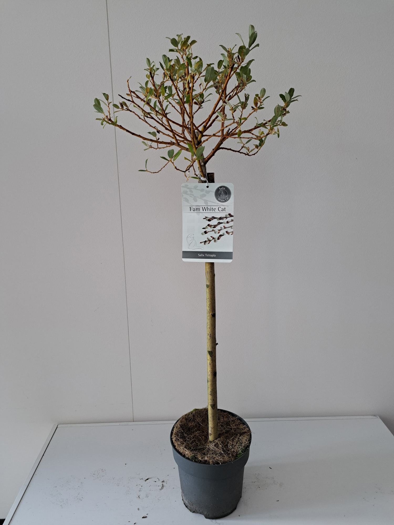 Salix Tetrapla stam 60, D 19 cm