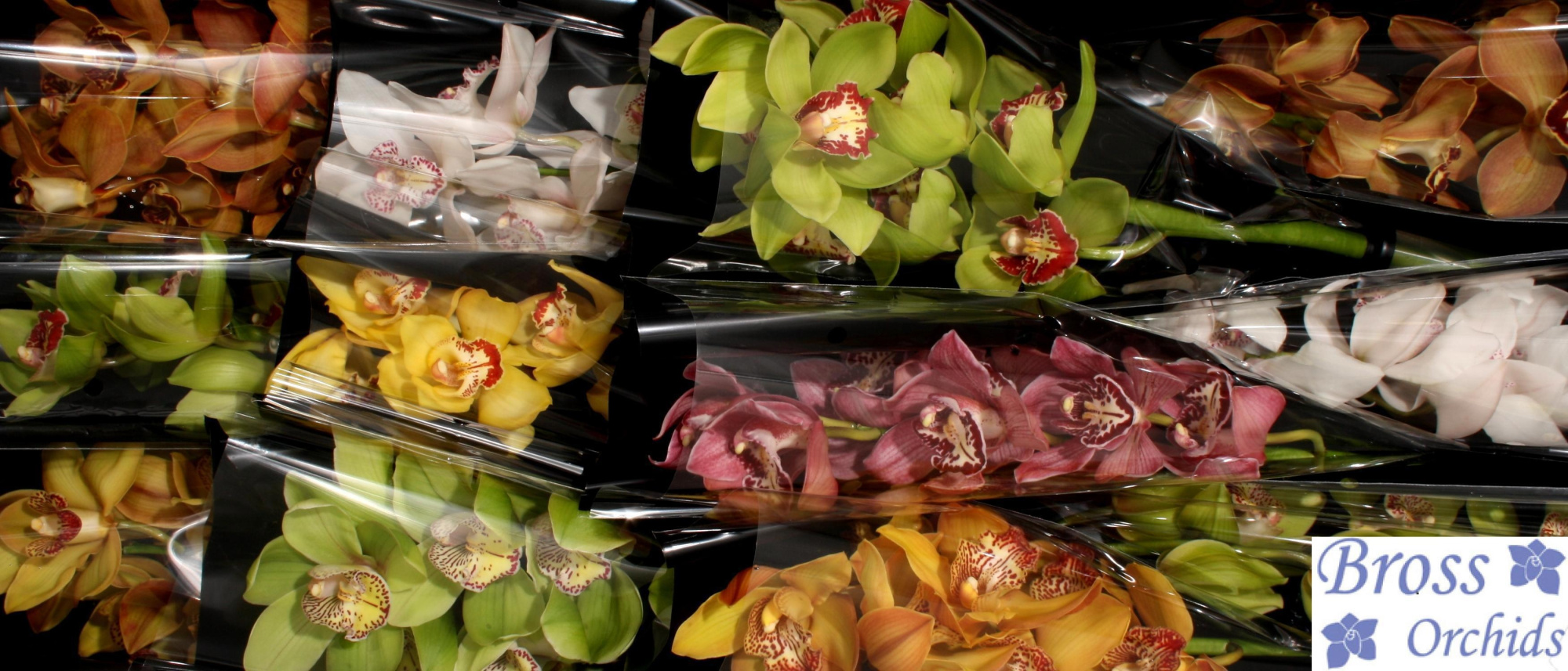 Цимбидиум Микс x12 50, шт.