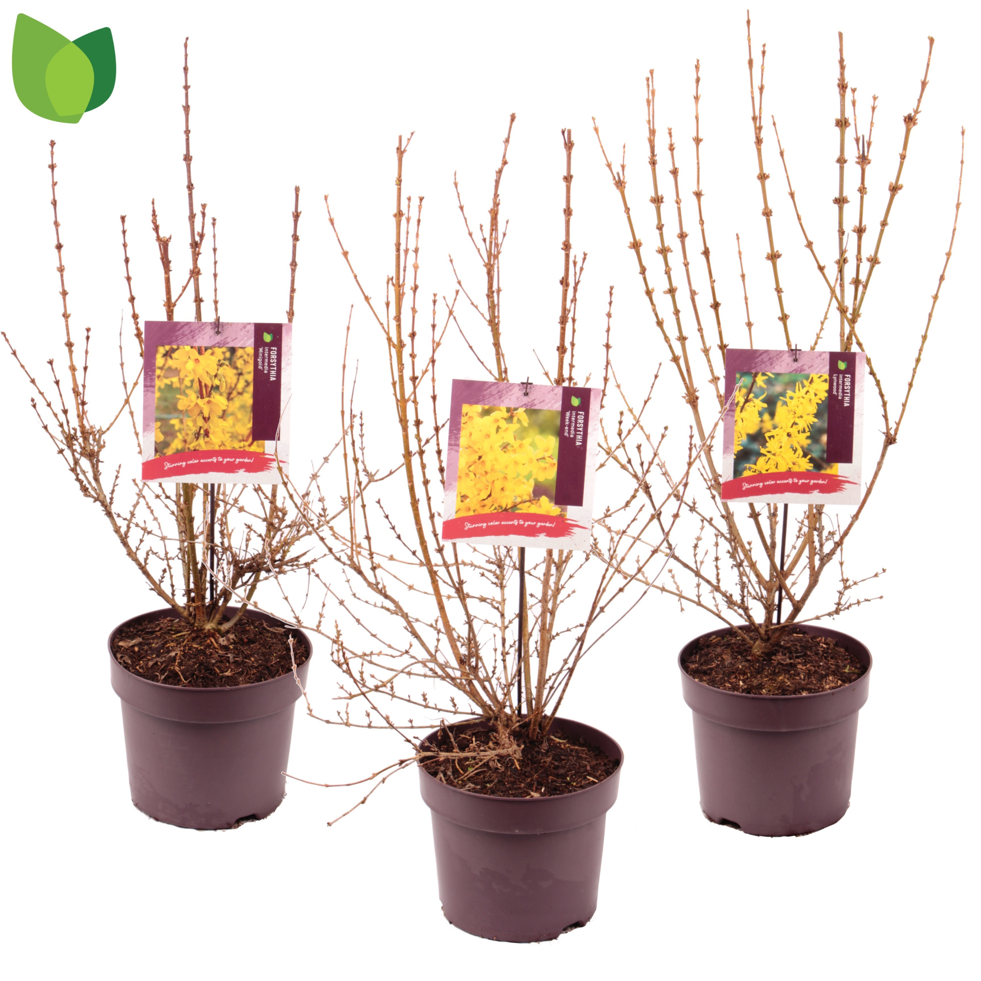 Forsythia intermedia C7,5/P26 MIX, D 26