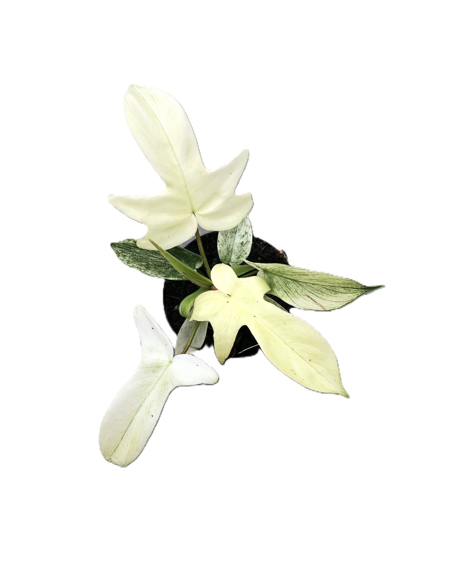 Philodendron "Florida Ghost", D 12 cm