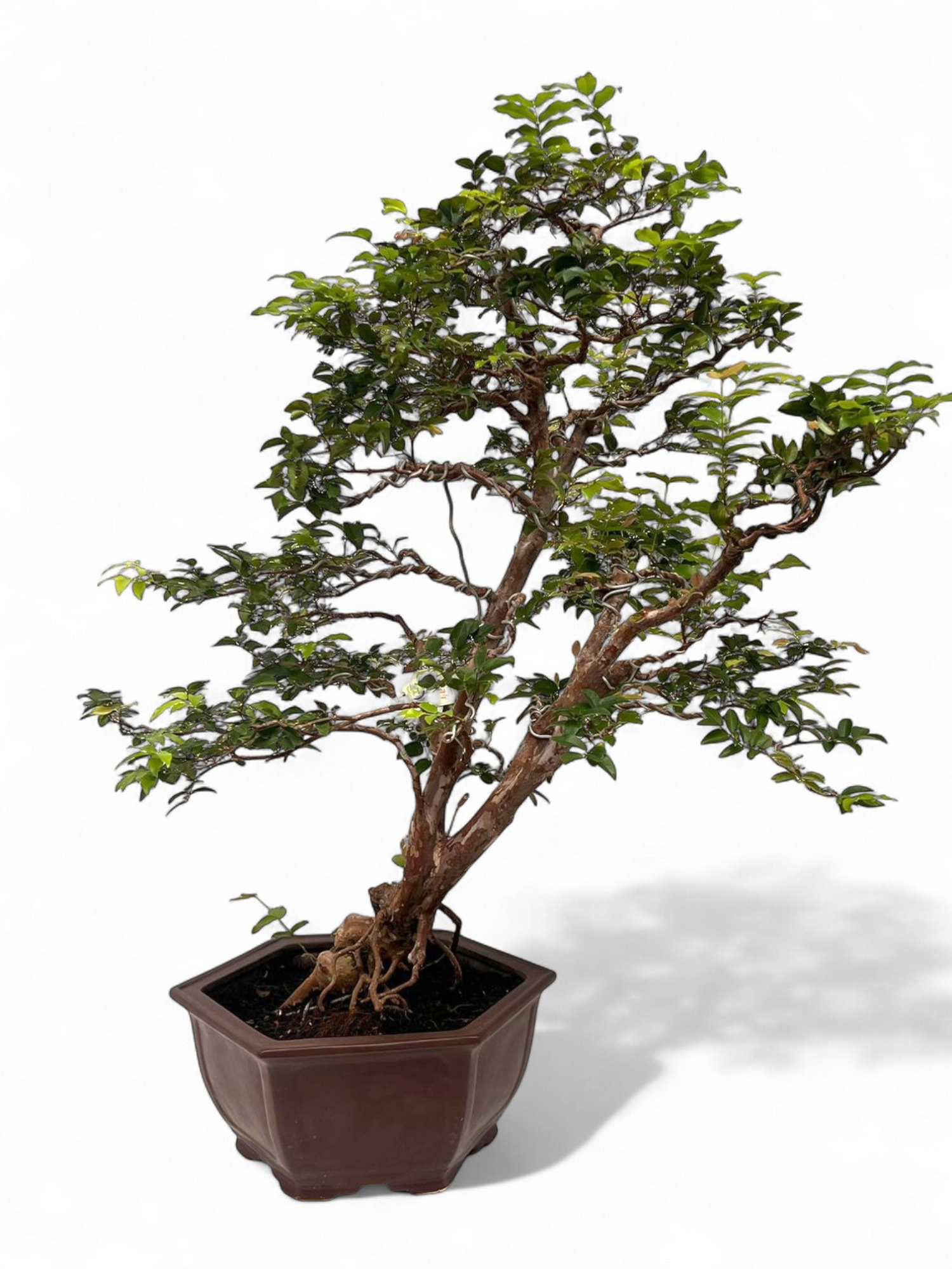Syzygium buxifolium, pot 33 cm , height 85cm. with driptray. (single item), D 33
