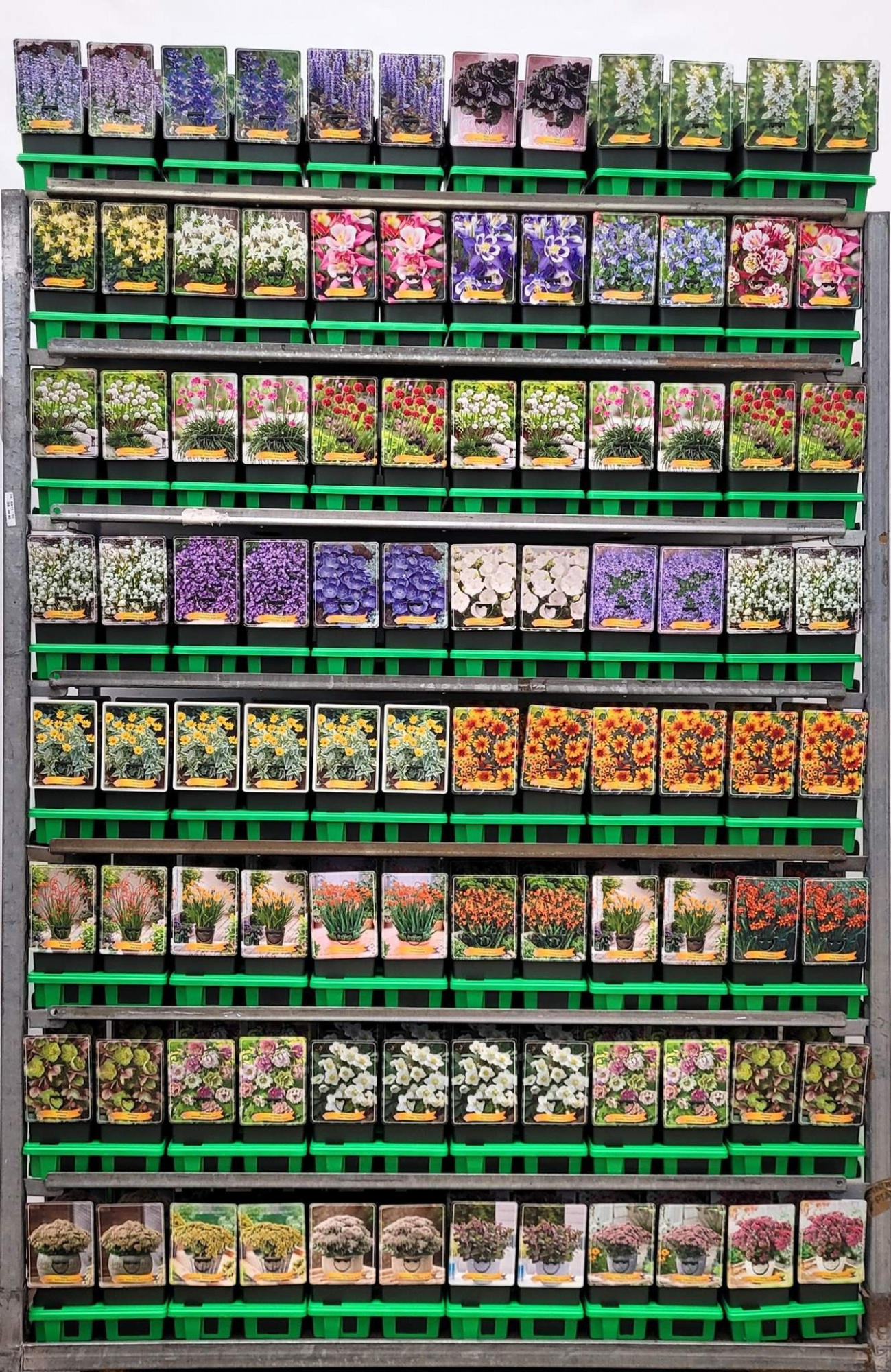 Vaste planten Mix CC 5 P11, D 11 cm