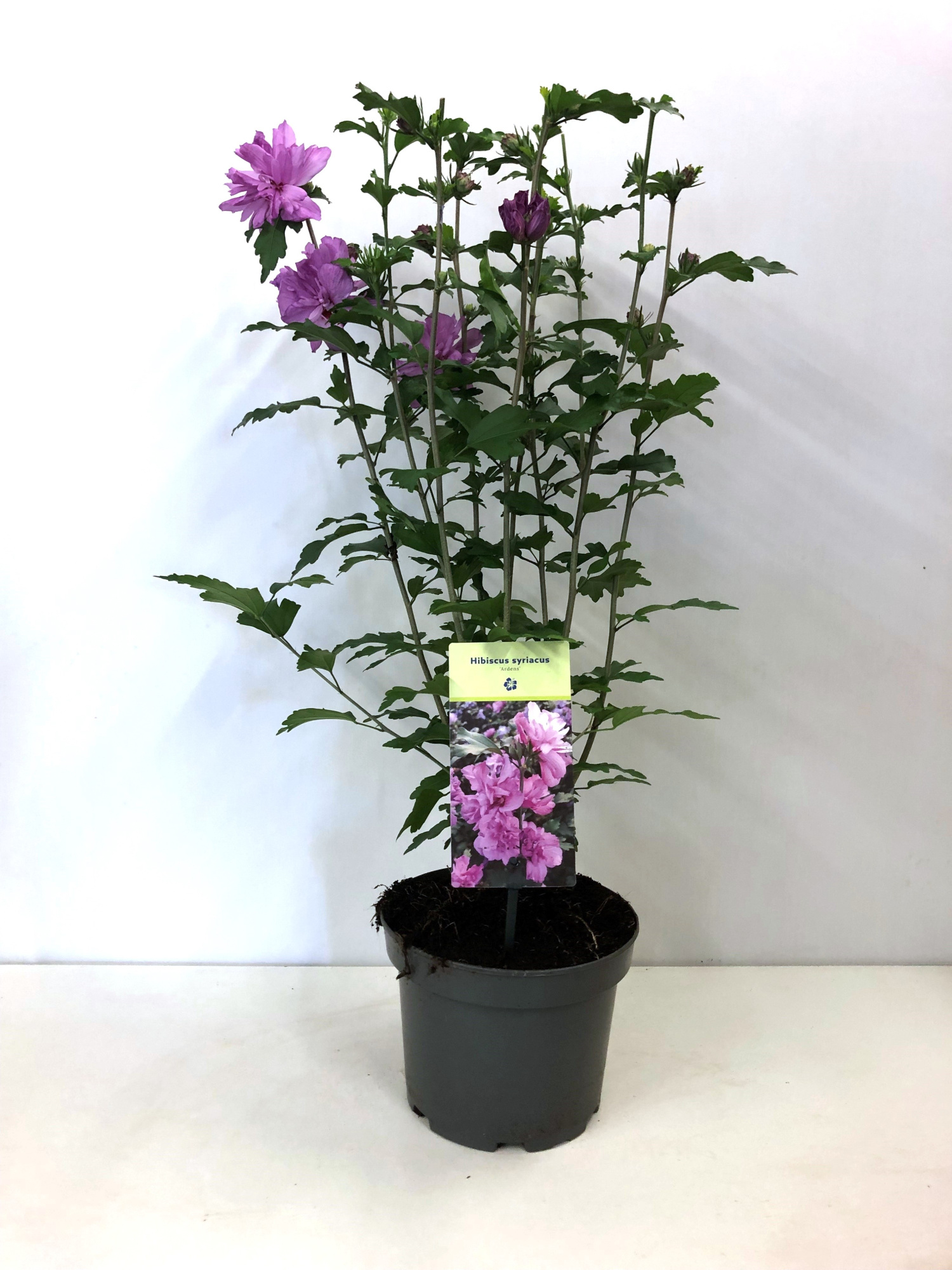 Hibiscus syriacus 'Ardens' 19 cm, D 19 cm