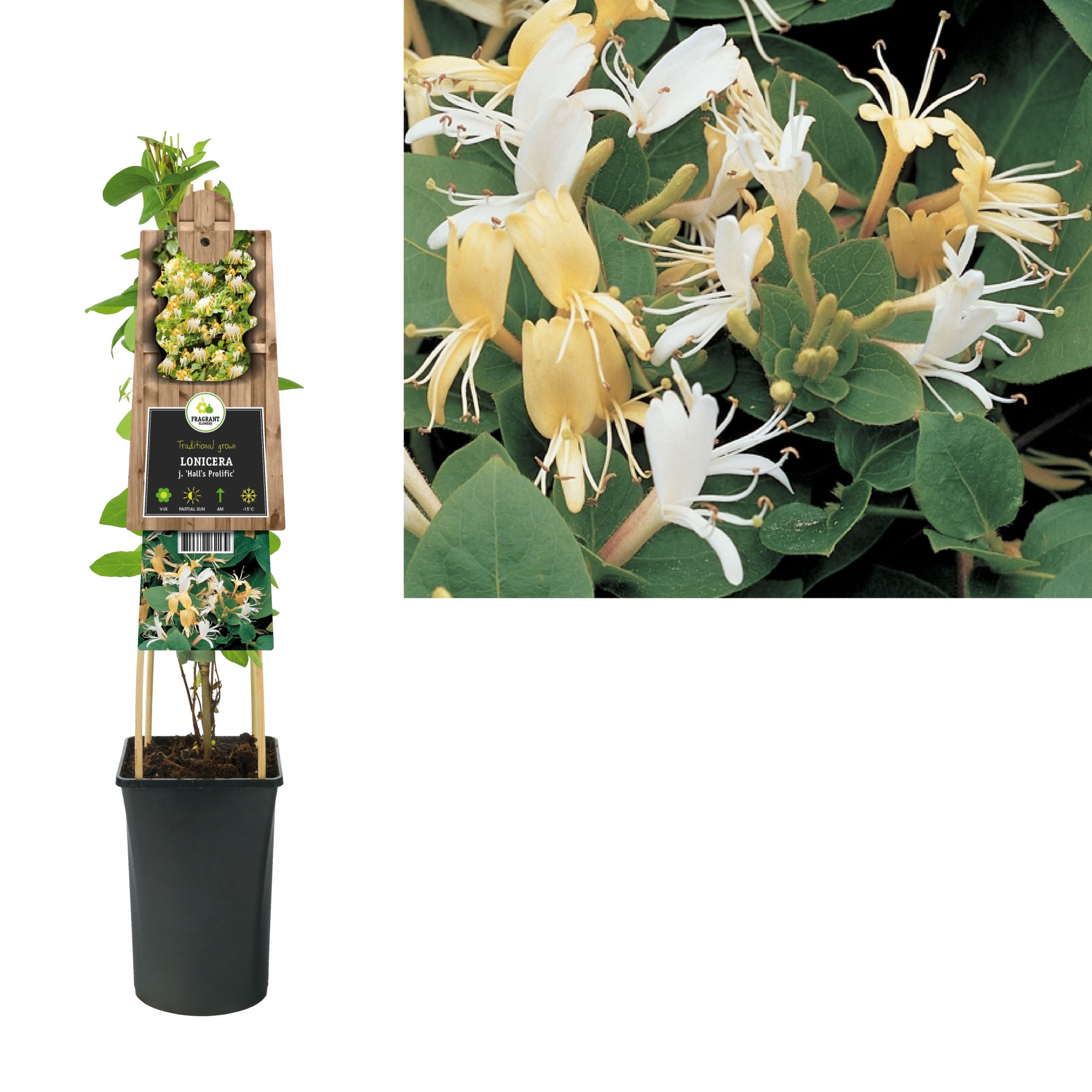 Lonicera j. 'Hall's Prolific' +3.0 label, D 17 cm