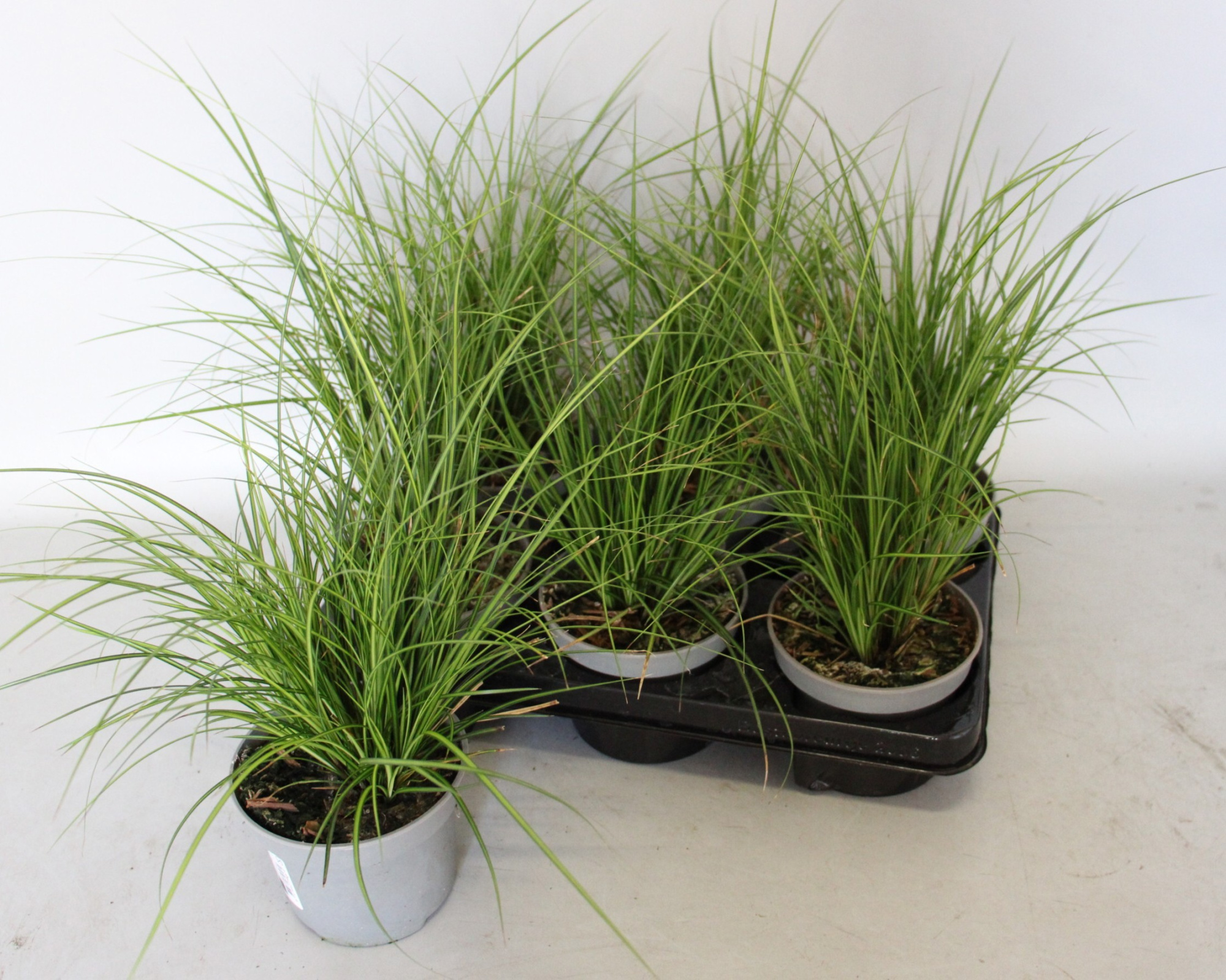 Vaste planten 12 cm Carex brunnea Lady Sunshine, D 12