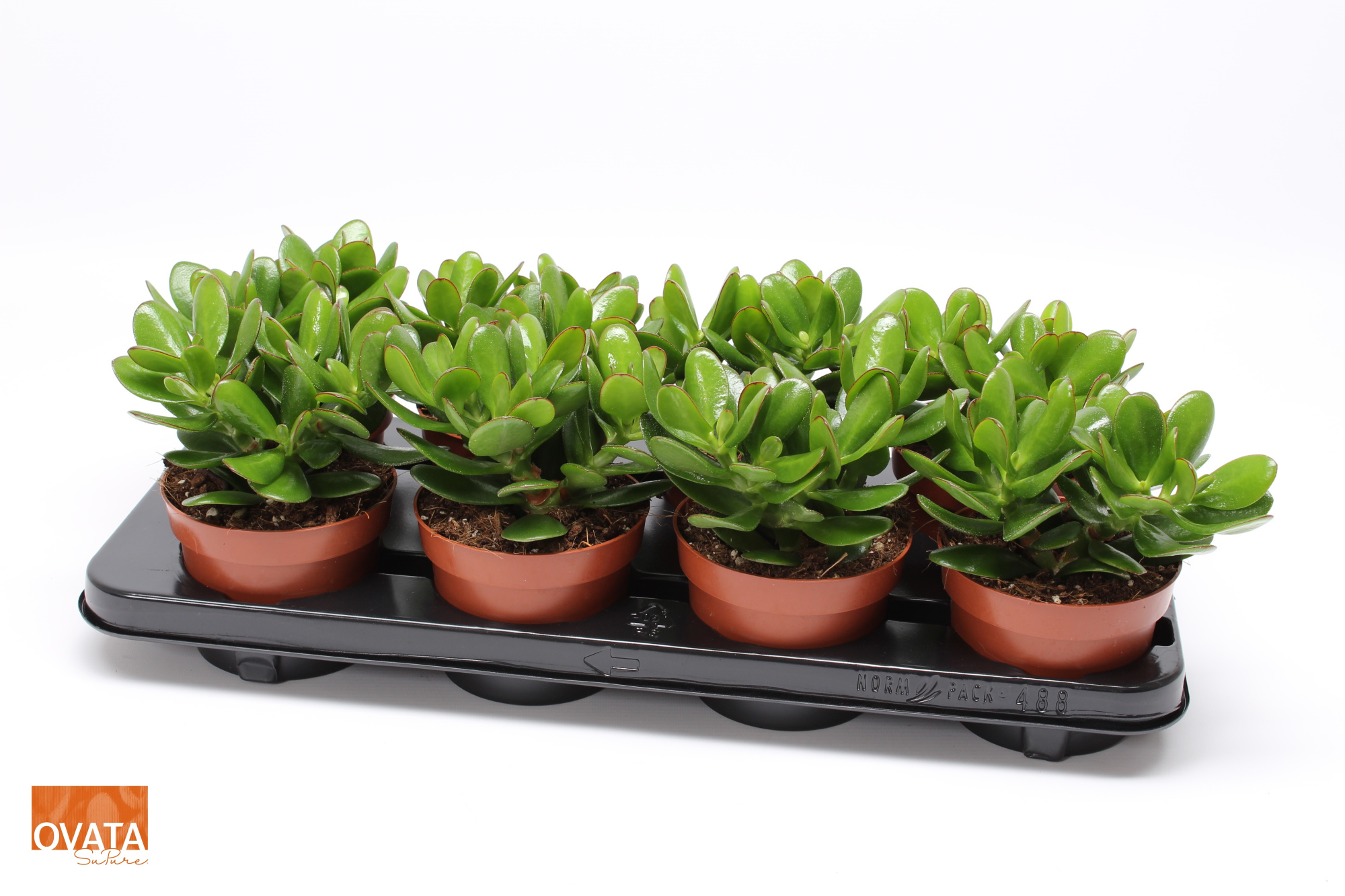 Crassula magical tree 12 WOODS, D 12 cm