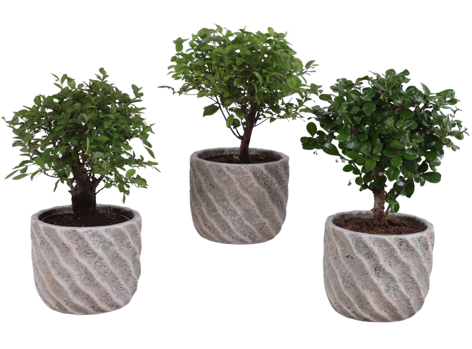 Bonsai Indoor Mix Ø12cm Ball Shape in Ø15cm Ceramic NT668, D 15