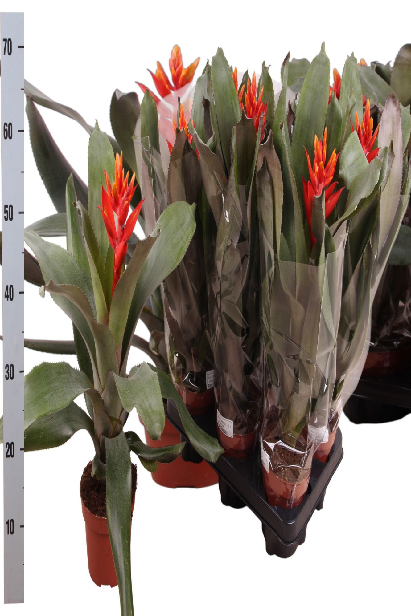 Aechmea pepita, D 12
