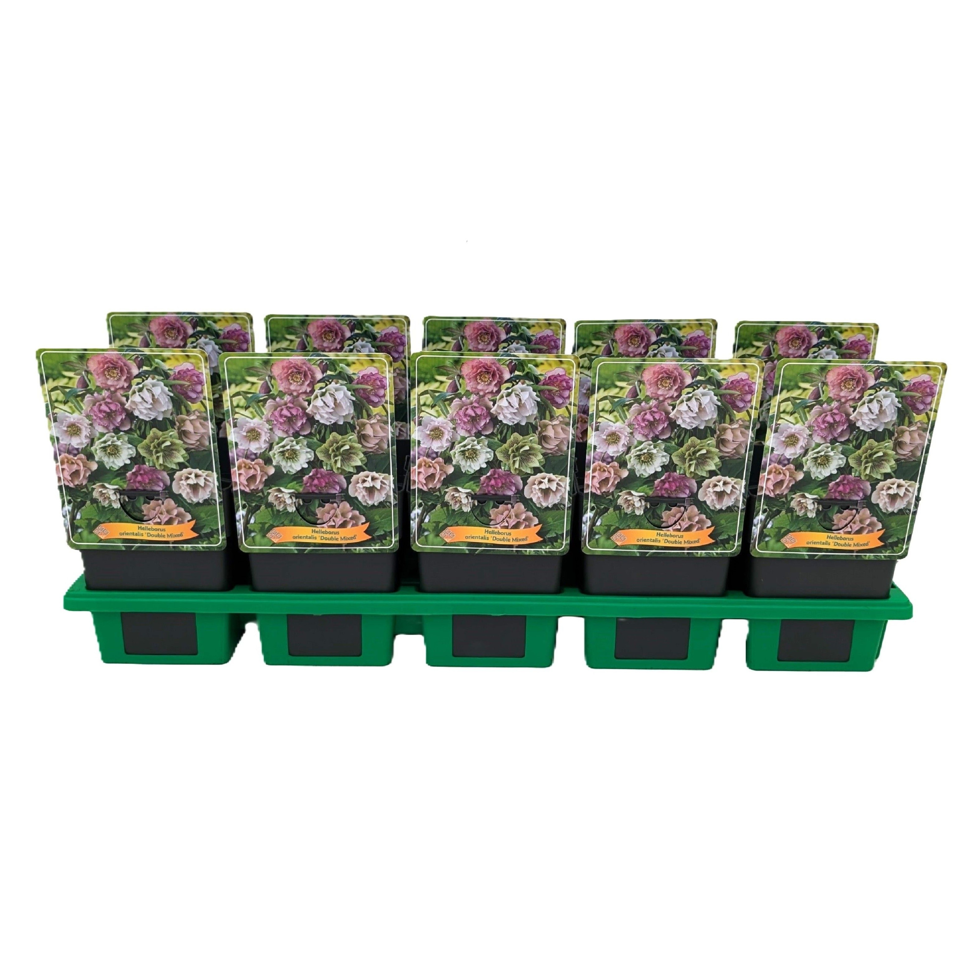 Helleborus Orientalis 'Double Mixed' P11, D 11 cm