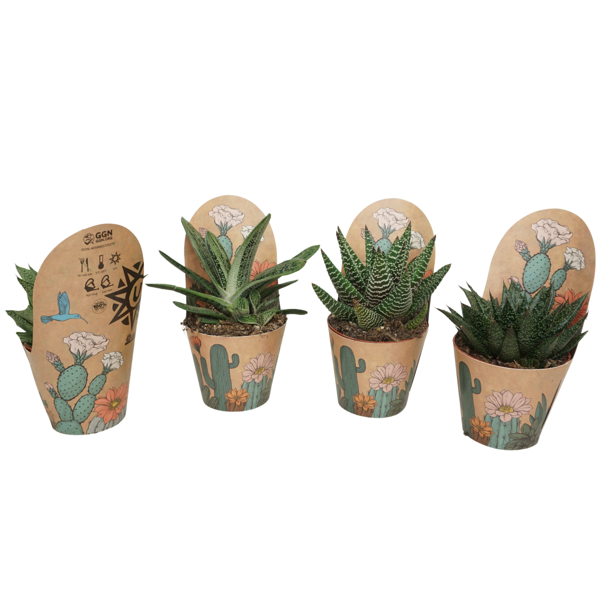 Aloë/Gasteria mix 8,5 cm in Ubink potcover, D 8,5