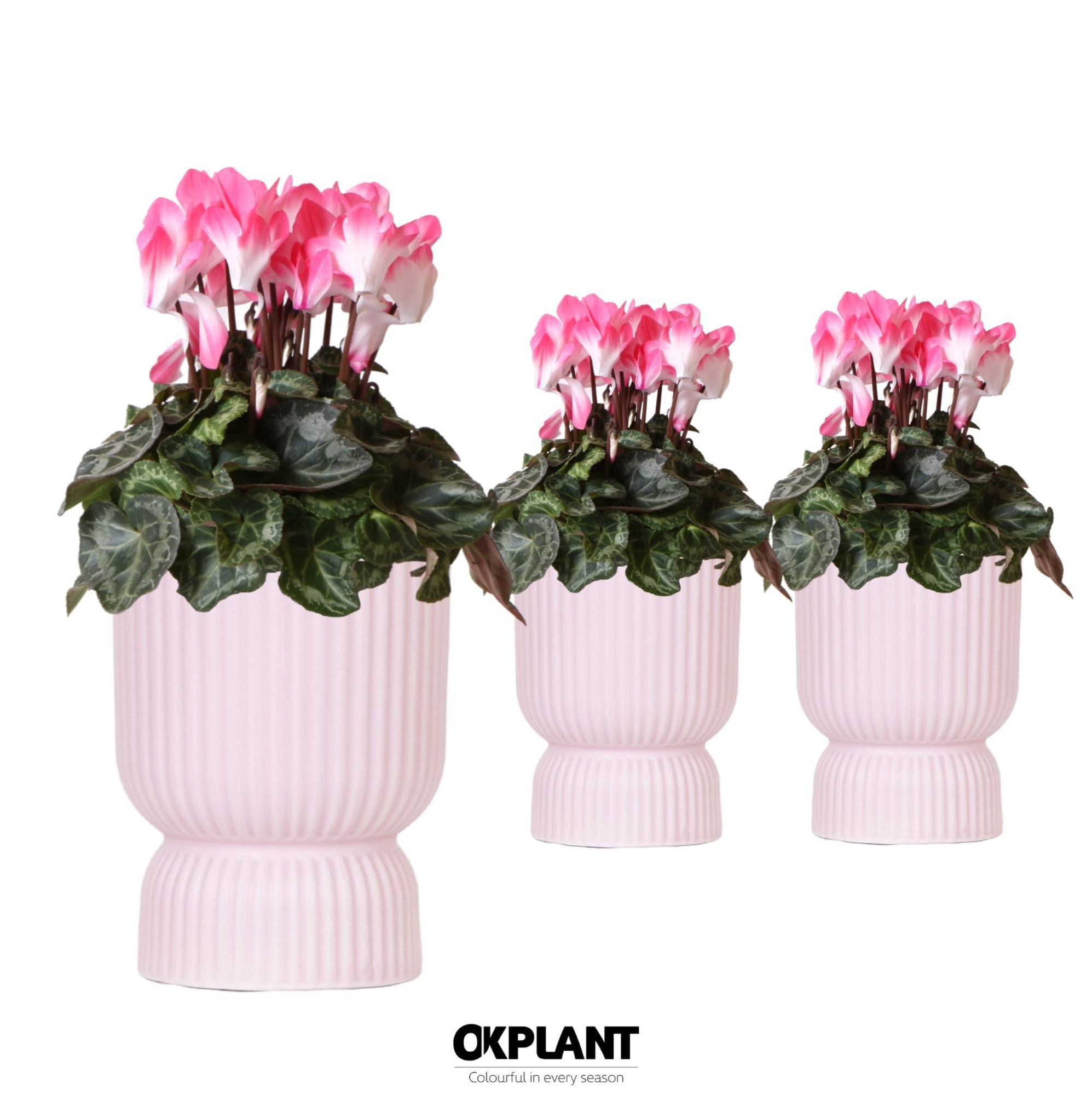 Cyclamen Indiaka salmon in Diabolo pot pink, D 12 cm