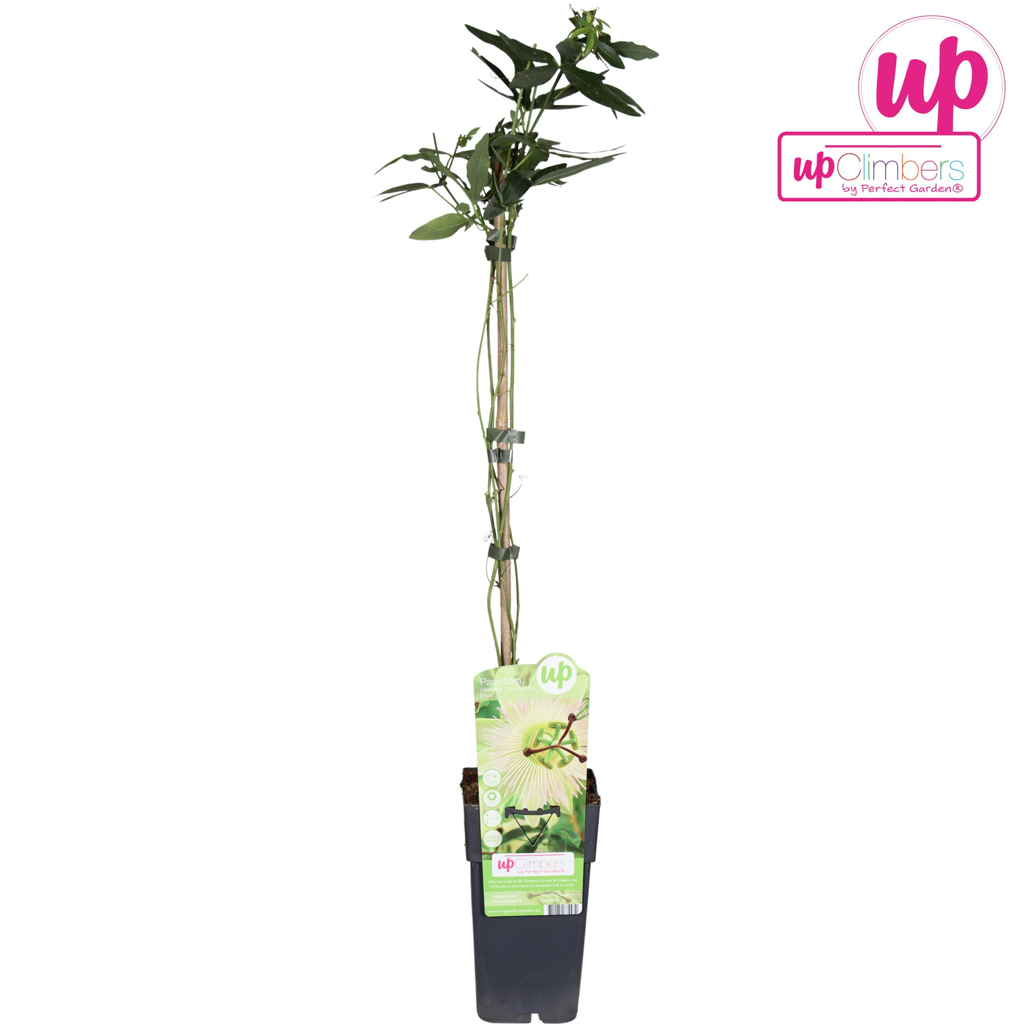 Passiflora caerulea Constance Elliot P15, D 15