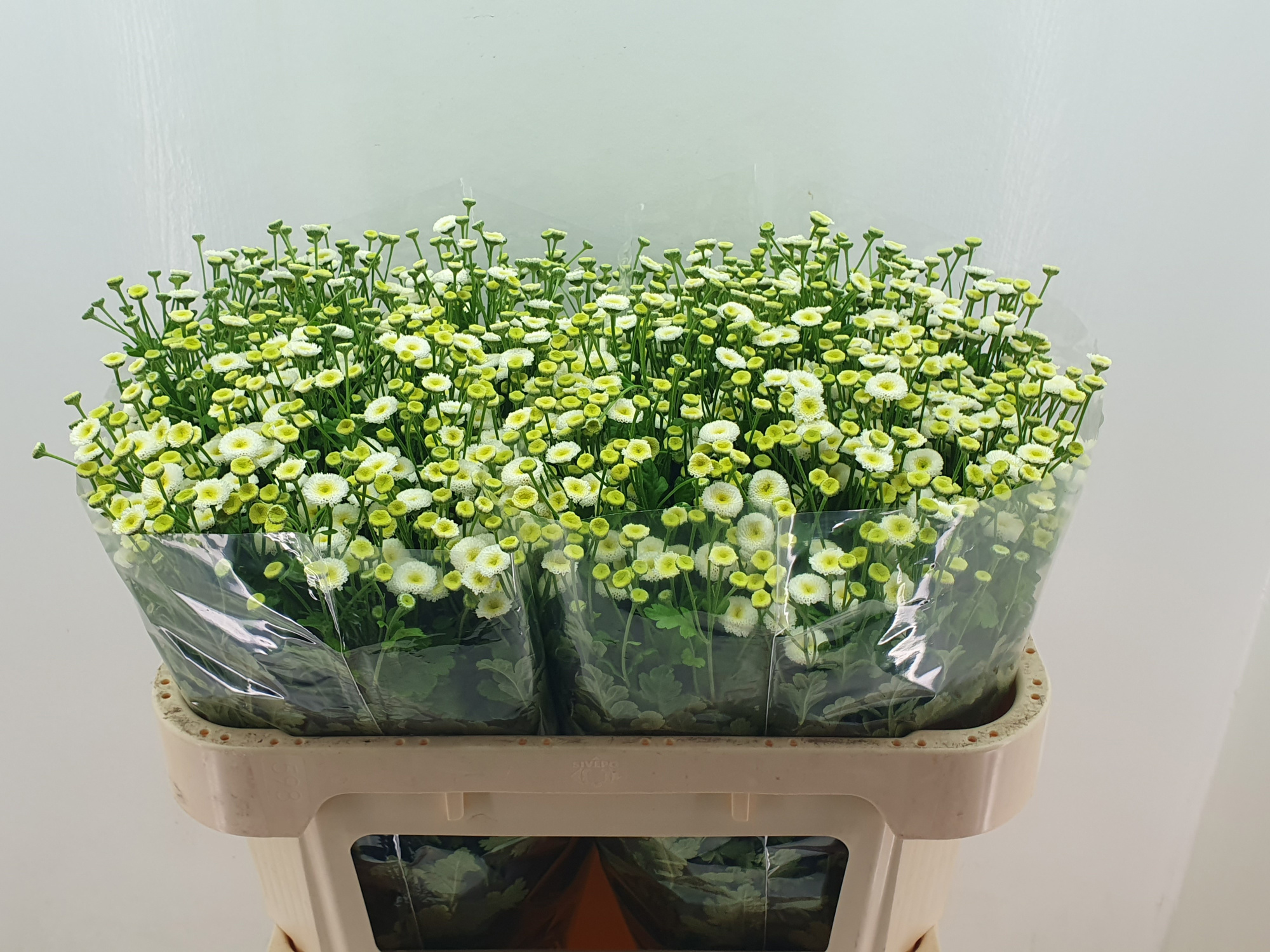 Танацетум Рио 70, шт.