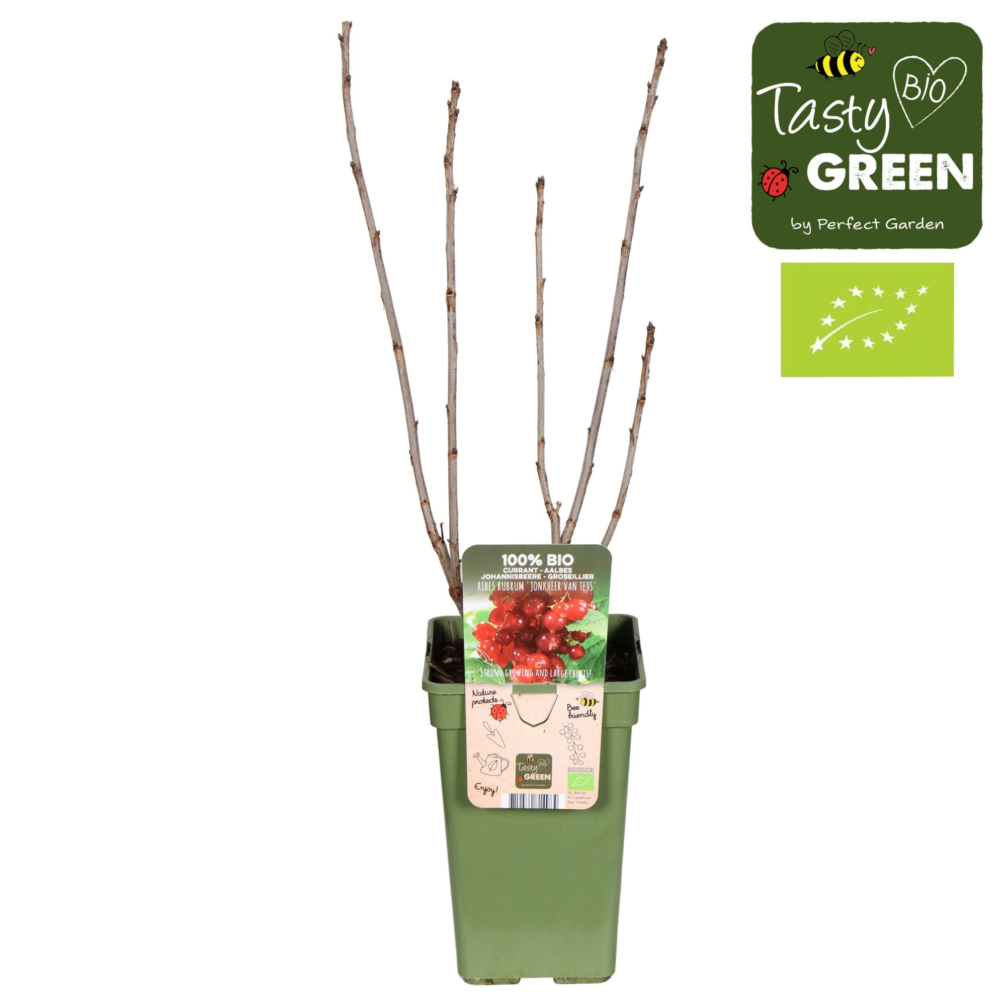 Ribes rubrum 'Jonkheer van Tets' Bio P19, D 19 cm