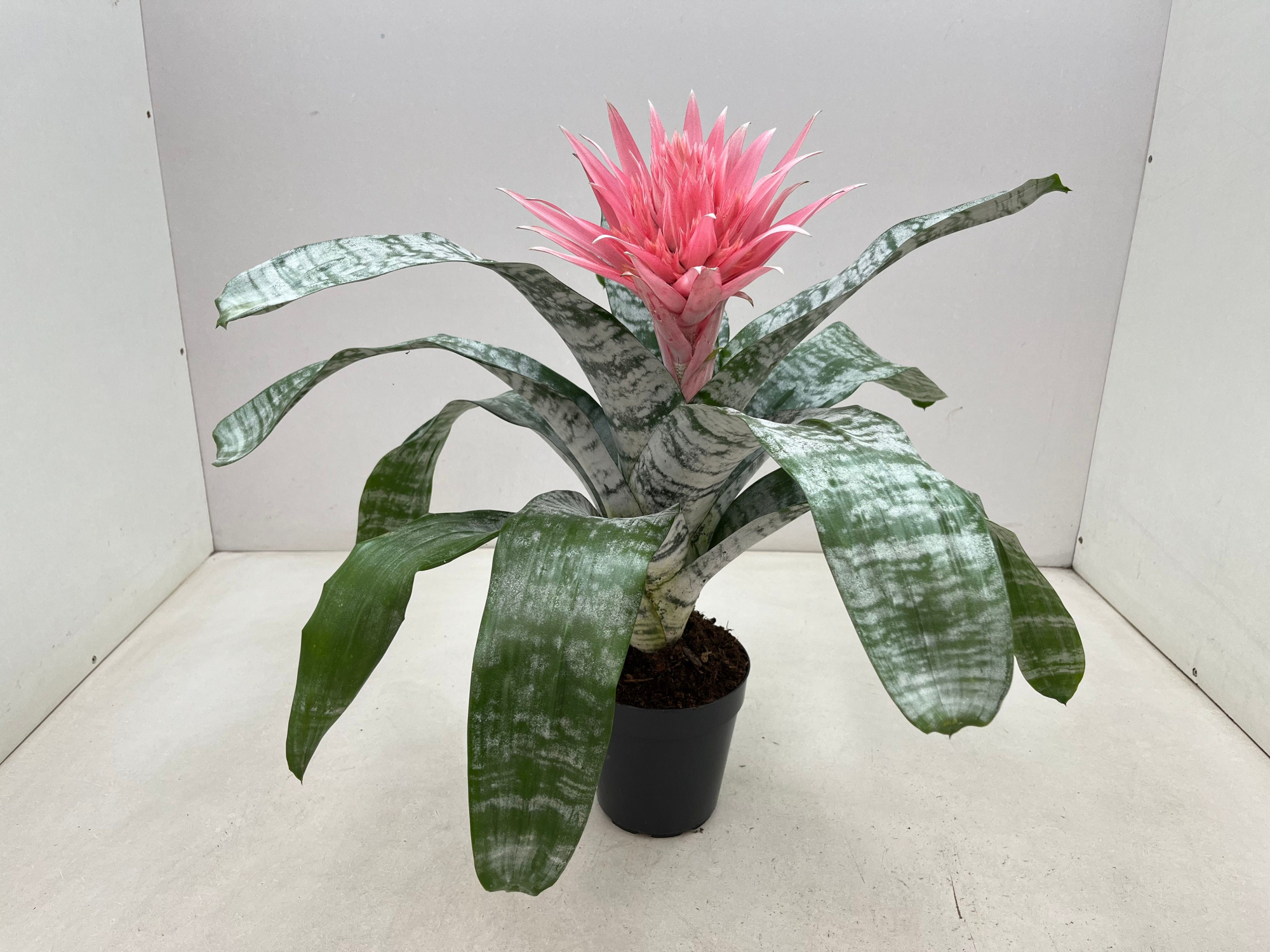 Aechmea Primera XL, D 15