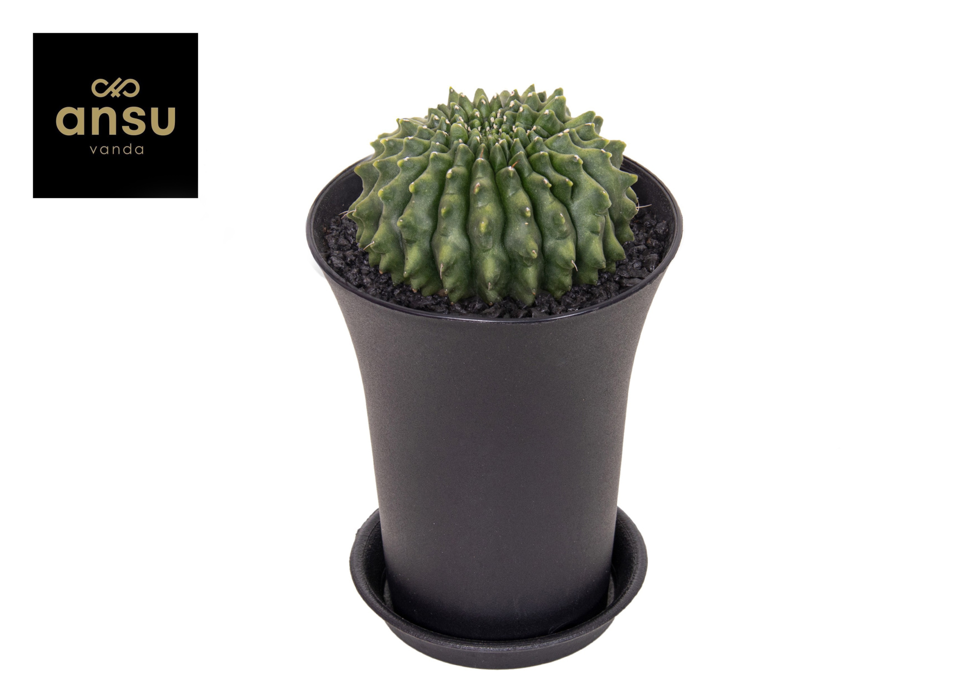 Gymno Cactus Spineless Worm XXL, D 12