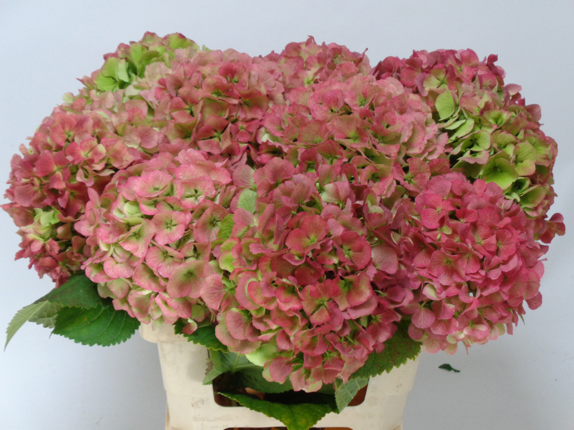 Гортензия Верена Классик 60 (зелено-красн.), шт.