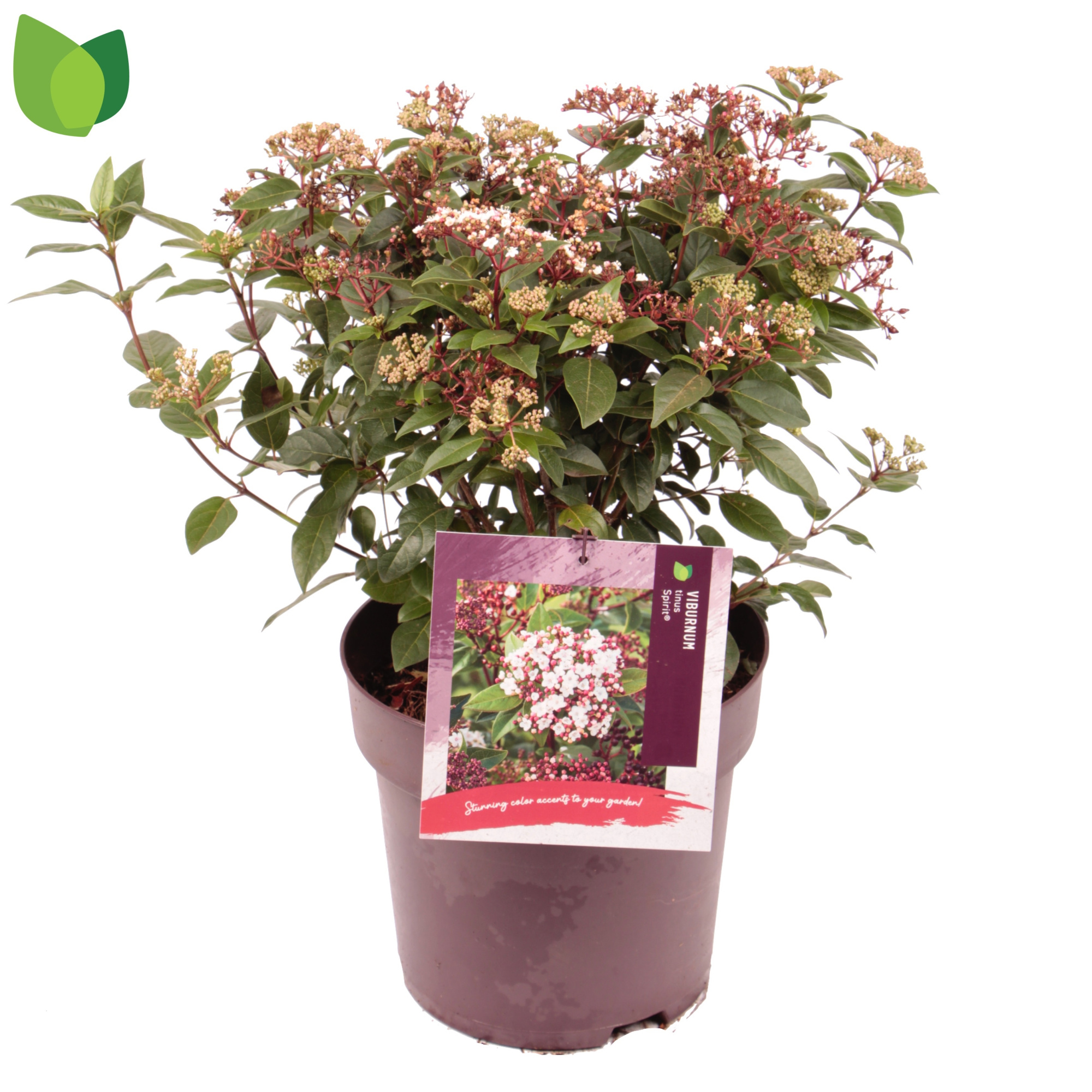 Viburnum tinus 'Spirit' C10/P29, D 29