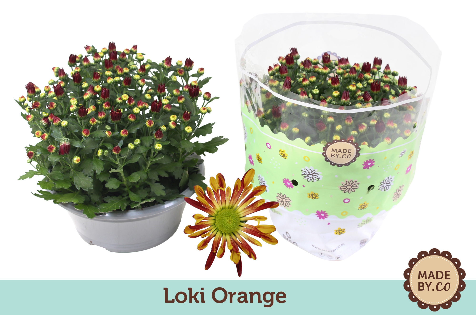 Chrysant Loki Orange, D 23