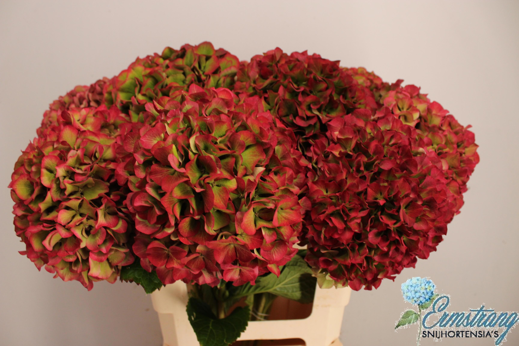 Гортензия Глоуин Альпс Классик 60, шт.