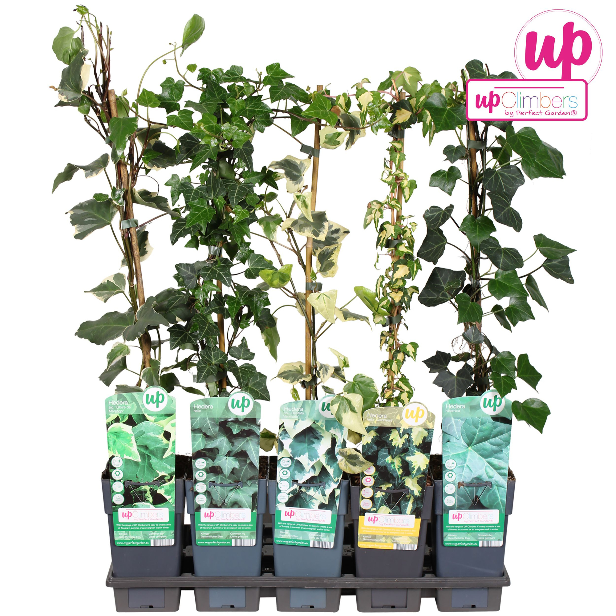 Hedera mix tray P15, D 15 cm