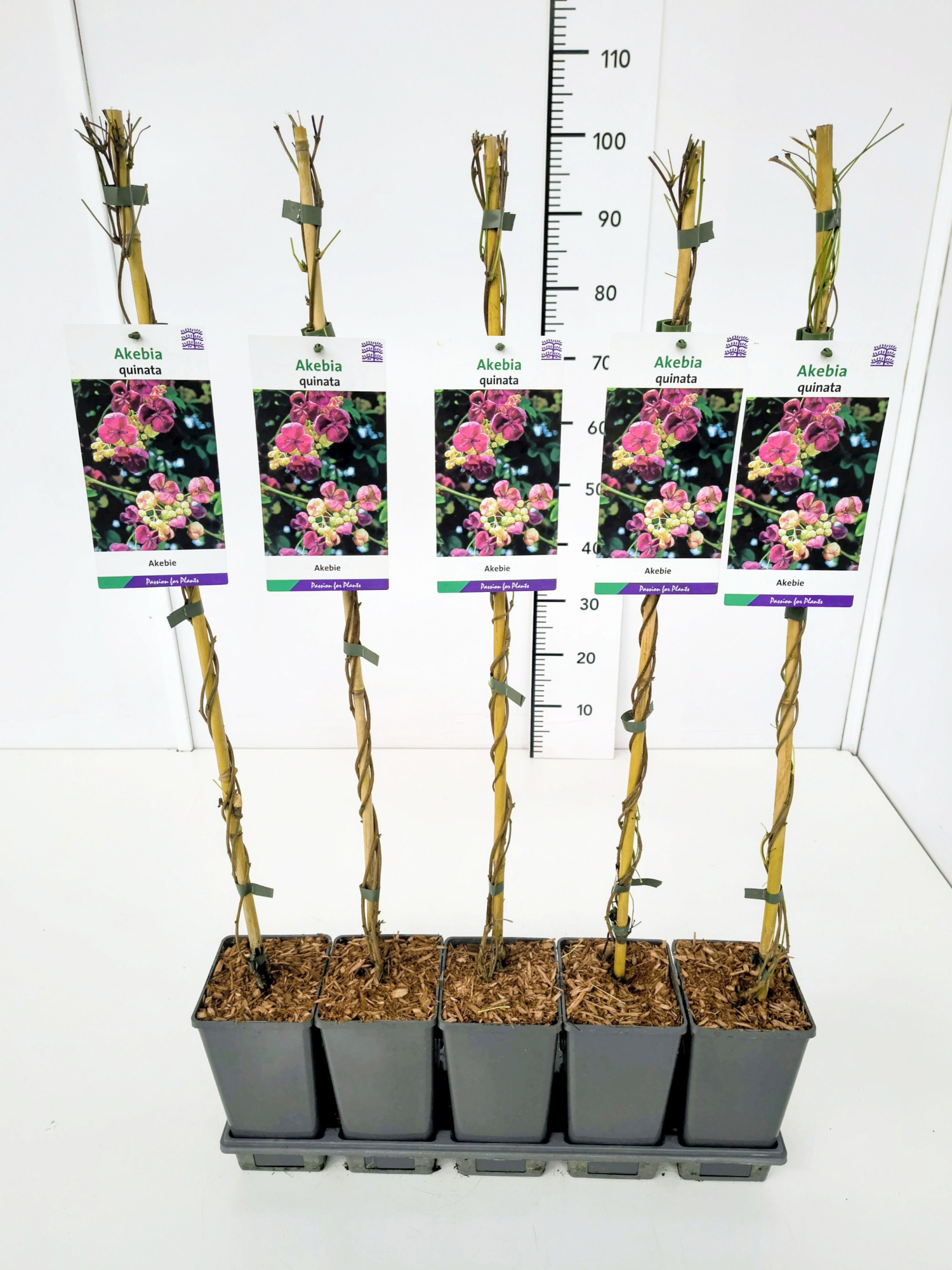 Akebia quinata 80CMC2, D 17