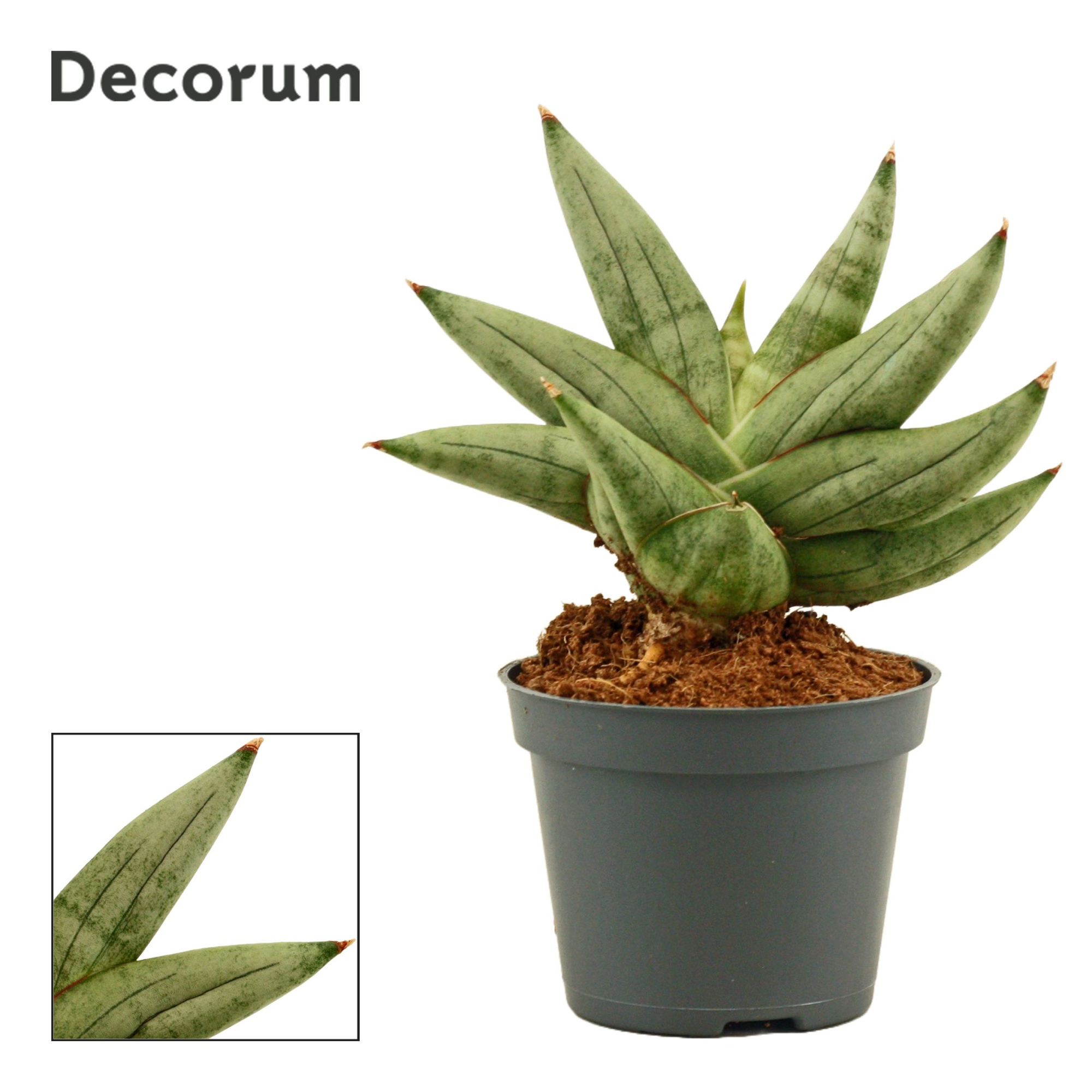 Sansevieria Artistic fan 6 cm (Decorum), D 6 cm