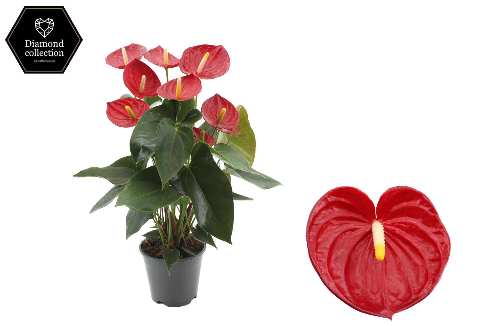 Anthurium 14 cm Tremendo in transparant sleeve, D 14