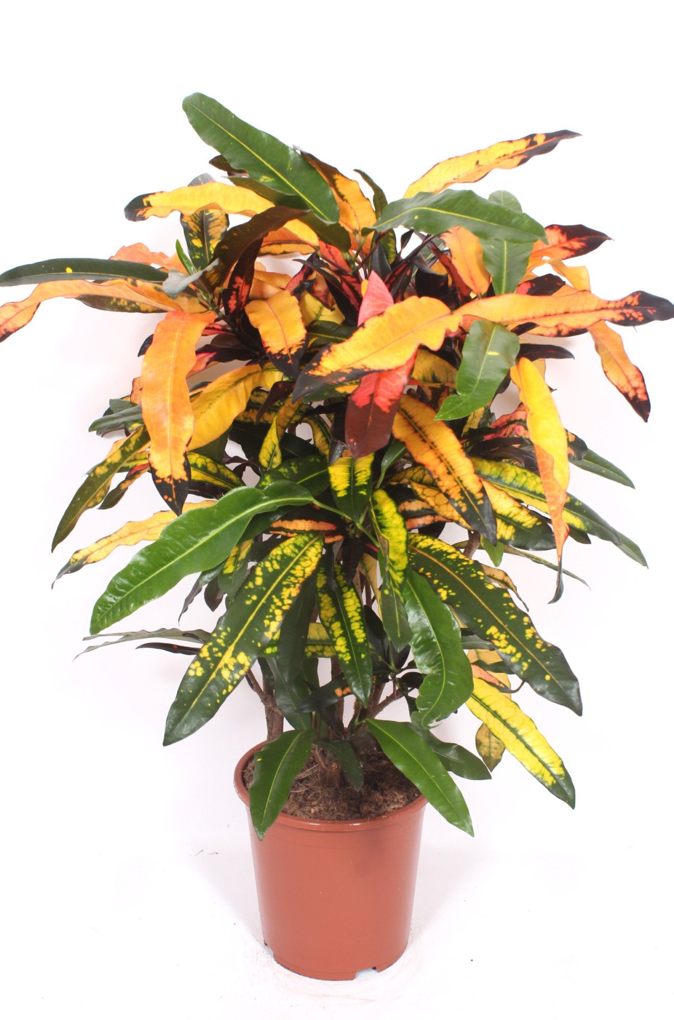 Codiaeum Mango (Croton Mango), D 27