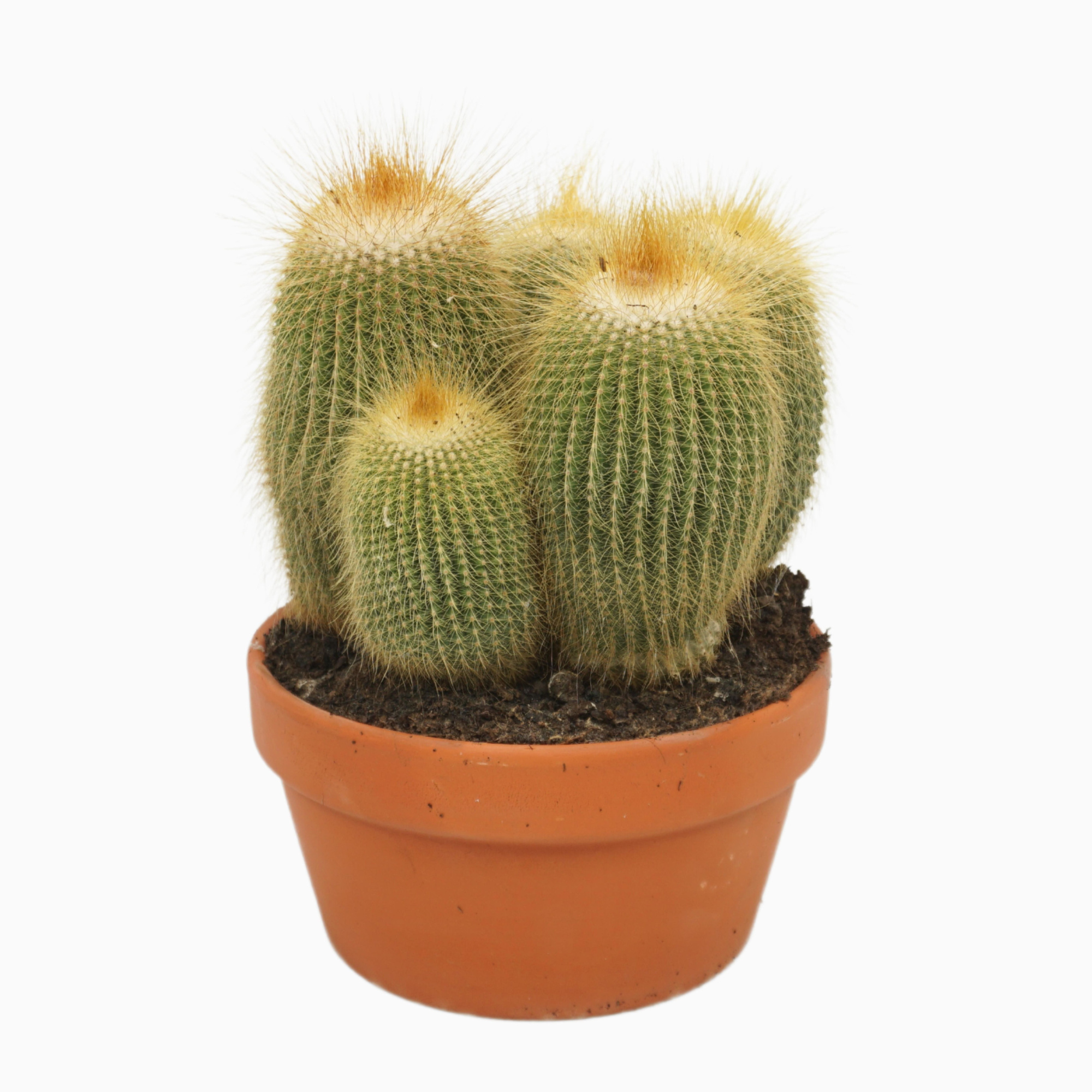 Eriocactus leninghausii 20 cm, D 20 cm