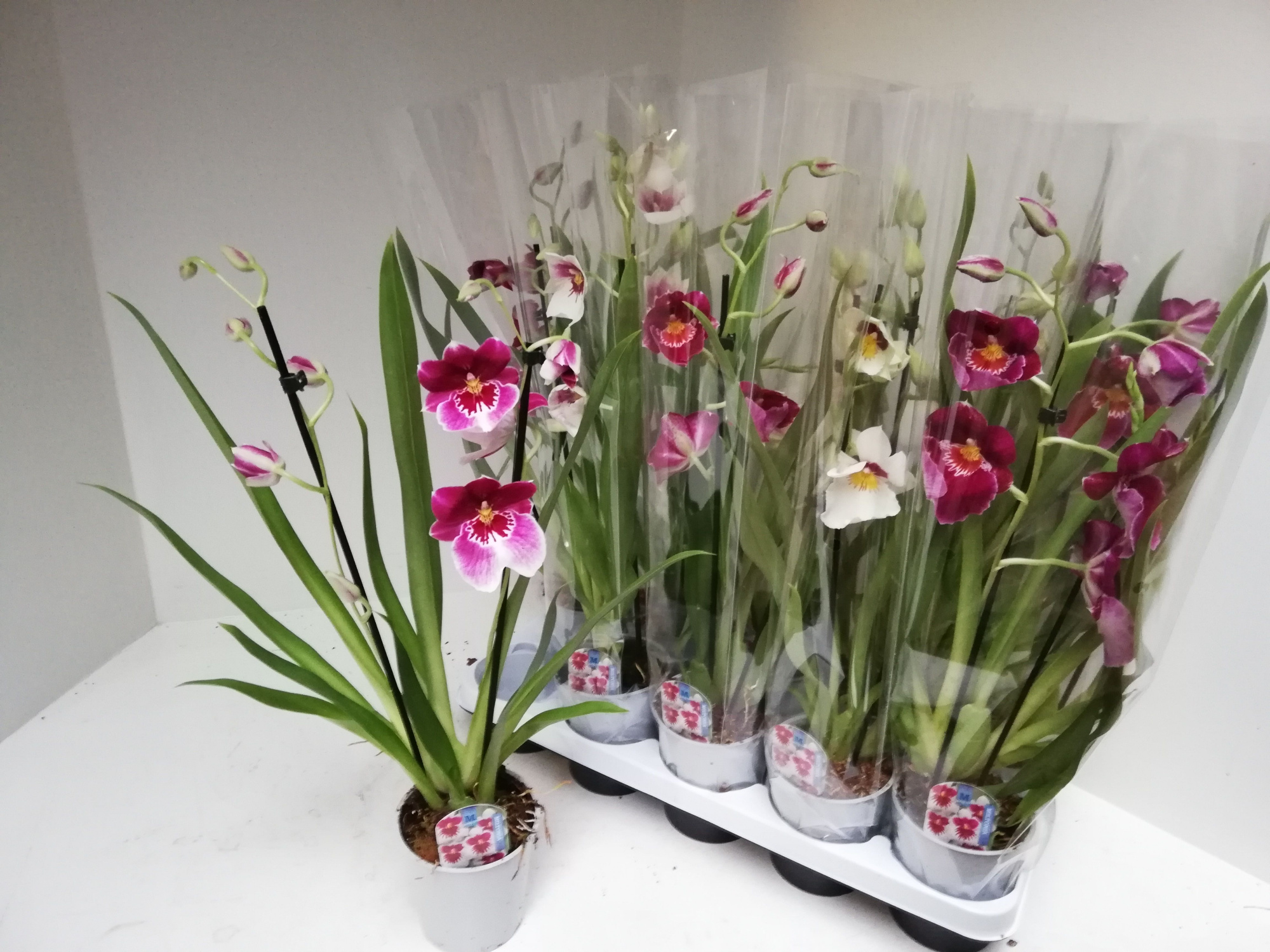 Miltonia mix 2 tak, D 12
