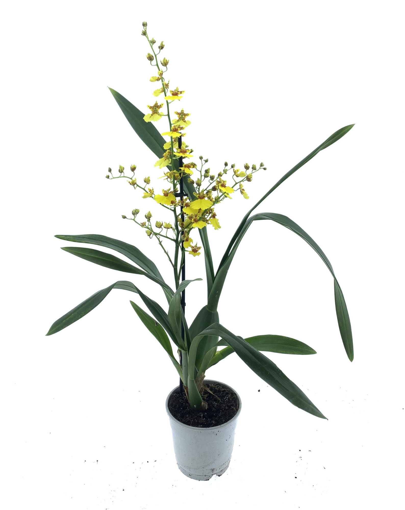 Oncidium 1-tak (lang), D 12 cm