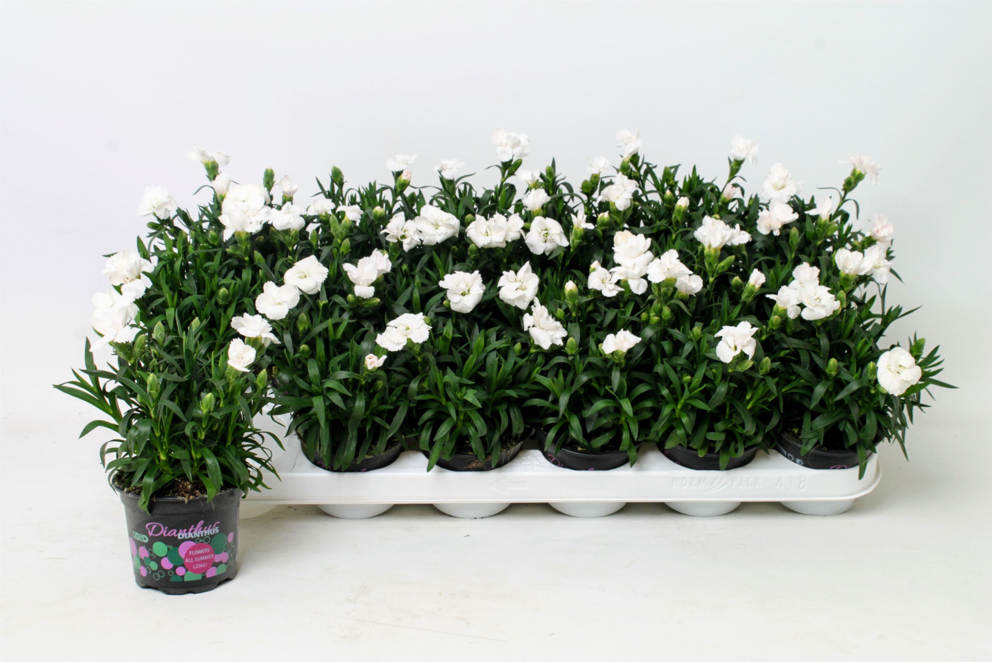 Dianthus Oscar White, D 9